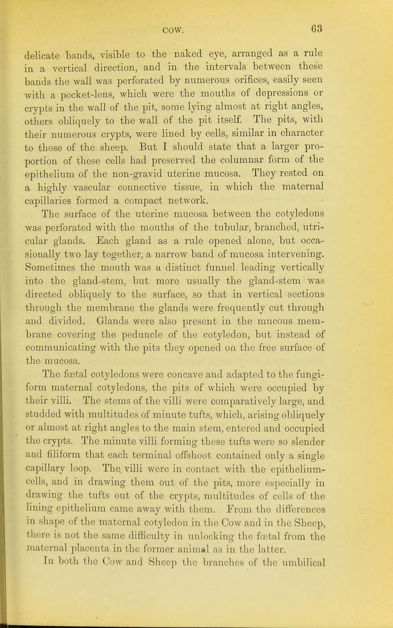 delicate bands, visible to the naked eye, arranged as a rule iu a vertical direction, and in tbe intervals between these bands the wall was perforated by numerous orifices, easily seen with a pocket-lens, which were the mouths of depressions or crypts in the wall of the pit, some lying almost at right angles, others obliquely to the wall of the pit itself. The pits, with their numerous crypts, were lined by cells, similar in chai-acter to those of the sheep. But I should state that a larger pro- portion of these cells had preserved the columnar form of the epithelium of the non-gravid uterine mucosa. They rested on a highly vascular connective tissue, in which the maternal capillaries formed a compact network. The surface of the uterine mucosa between the cotyledons was perforated with the mouths of the tubular, branched, utri- cular glands. Each gland as a rule opened alone, but occa- sionally two lay together, a narrow band of mucosa intervening. Sometimes the mouth was a distinct funnel leading vertically into the gland-stem, but more usuall}'' the gland-stem was directed obliquely to the surface, so that in vertical sections through the membrane the glands were frequently cut through and divided. Glands were also present in the mucous mem- brane covering the peduncle of the cotyledon, but instead of communicating with the pits they opened on the free surface of the mucosa. The foetal cotyledons were concave and adapted to the fungi- form maternal cotyledons, the pits of which Avere occupied by their villi. The stems of the villi were comparatively large, and studded with multitudes of minute tufts, which, arising obliquely or almost at right angles to the main stem, entered and occupied the crypts. The minute villi forming these tufts were so slender and filiform that each terminal offshoot contained only a single capillary loop. The. villi were in contact with the epithelium- cells, and in drawing them out of the pits, more especially in drawing the tufts out of the crypts, multitudes of cells of the lining epithelium came away with them. From the differences in shape of the maternal cotyledon in the Cow and in the Sheep, there is not the same difficulty in unlocking the ffctal from the matci-nal placenta in the former animal as in the latter. In both the Cow and Sheep tlic branches of the umbilical