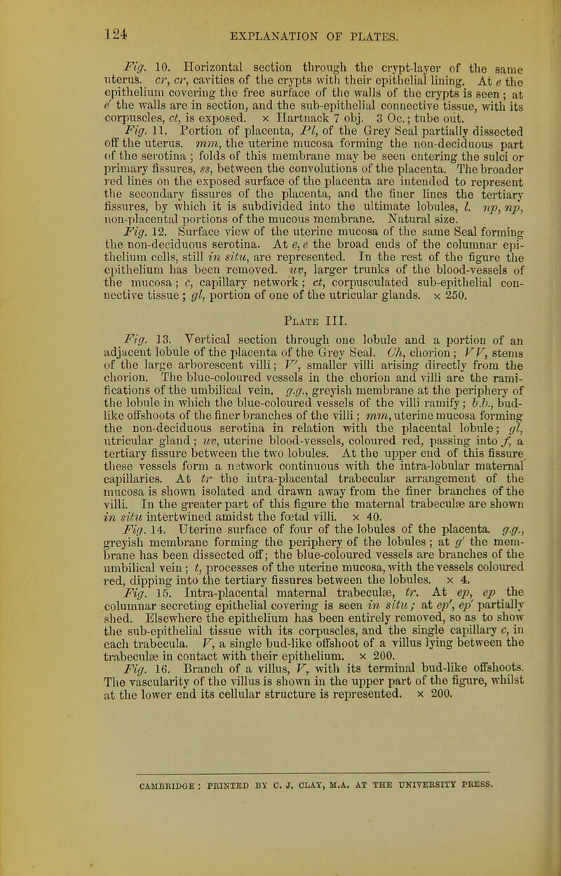 Fig. 10. Horizontal section through the crypt-layer of the same nterus. cr, cr, cavities of the crypts with their epithelial lining. At e the epithelium covering the free surface of the walls of the crypts is seen ; at e the walls arc in section, and the sub-epithelial connective tissue, with its corpuscles, ct, is exposed, x Hartnack 7 obj. 3 Oc.; tube out. Fig. 11. Portion of placenta, Fl, of the Grey Seal partially dissected off the uterus, mm, the uterine mucosa forming the non-deciduous part of the serotina ; folds of this membrane may be seen entering the sulci or primary fissures, ss, between the convolutions of the placenta. The broader red lines on the exposed surface of the placenta are intended to represent the secondary fissures of the placenta, and the finer lines the tertiary fissures, by which it is subdivided into the ultimate lobules, I. np, np, iion-placental portions of the mucous membrane. Natural size. Fig. 12. Surface view of the uterine mucosa of the same Seal forming the non-deciduous serotina. At e, e the broad ends of the columnar epi- thelium cells, still in situ, are represented. In the rest of the figure the epithelium has been removed, uv, larger trunks of the blood-vessels of the mucosa; c, capillary network; ct, corpusculated sub-epithelial con- nective tissue; gl, portion of one of the utricular glands, x 250. Plate III. Fig. 13. Vertical section through one lobule and a portion of an adjacent lobule of the placenta of the Grey Seal. Ch, chorion; VV, stems of the large arborescent villi; V, smaller villi arising directly from the chorion. The blue-coloured vessels in the chorion and villi are the rami- fications of the umbilical vein, g.g., greyish membrane at the periphery of the lobule in which the blue-coloured vessels of the villi ramify; b.b., bud- like ofl'shoots of the finer branches of the villi; mm, uterine mucosa forming the non-deciduous serotina in relation with the placental lobule; gl, utricular gland; uv, uterine blood-vessels, coloured red, passing into f, a tertiary fissure between the two lobules. At the upper end of this fissure tliese vessels form a network continuous with the intra-lobular maternal capillaries. At tr the iutra-placental trabecular arrangement of the mucosa is shown isolated and drawn away from the finer branches of the villi. In the greater part of this figure the maternal trabeculse are shown in situ intertwined amidst the foetal villi, x 40. Fig. 14. Uterine surface of four of the lobules of the placenta. g.ff., greyish membrane forming the periphery of the lobules; at g' the mem- brane has been dissected off; the blue-coloured vessels are branches of the umbilical vein; t, processes of the uterine mucosa, with the vessels coloured red, dipping into the tertiary fissures between the lobules, x 4. Fig. 15. Iutra-placental maternal trabeculse, tr. At ep, ep the columnar secreting epithelial covering is seen in situ ; at ep', ep partially shed. Elsewhere the epithelium has been entirely removed, so as to show the sub-epithelial tissue with its corpuscles, and the single capillary c, in each trabecula. V, a single bud-like offshoot of a villus lying between the trabecules in contact with their epithelium, x 200. Fig. 16. Branch of a villus, V, with its terminal bud-like offshoots. The vascularity of the villus is shown in the upper part of the figure, whilst at the lower end its cellular structure is represented, x 200. CAMBIUDOE : PBINTED BY C. J. CLAY, M.A. AT THE UNIVERSITY PRESS.