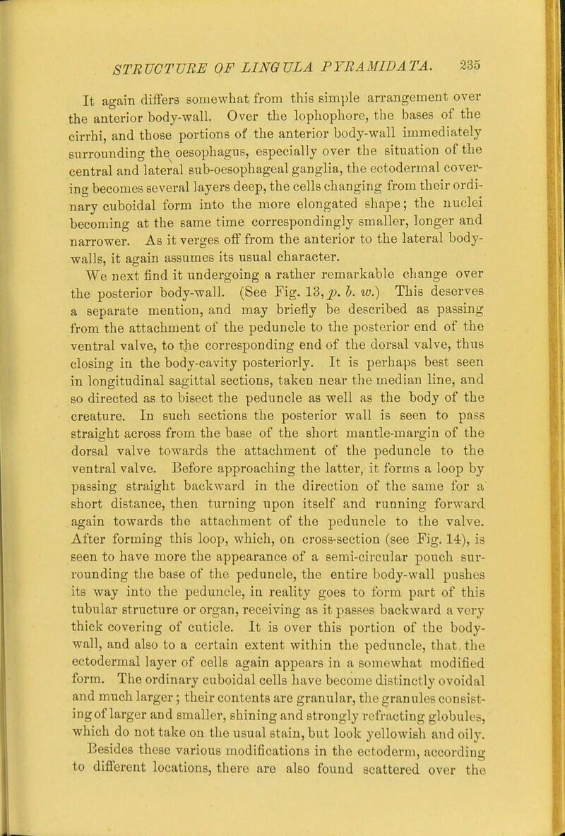 It again differs somewhat from this simple arrangement over the anterior body-wall. Over the lophophore, the bases of the cirrhi, and those portions of the anterior body-wall immediately surrounding the oesophagus, especially over the situation of the central and lateral sub-oesophageal ganglia, the ectodermal cover- ing becomes several layers deep, the cells changing from their ordi- nary cuboidal form into the more elongated shape; the nuclei becoming at the same time correspondingly smaller, longer and narrower. As it verges off from the anterior to the lateral body- walls, it again assumes its usual character. We next find it undergoing a rather remarkable change over the posterior body-wall. (See Fig. 13, p. h. w.) This deserves a separate mention, and may briefly be described as passing from the attachment of the peduncle to the posterior end of the ventral valve, to the corresponding end of the dorsal valve, thus closing in the body-cavity posteriorly. It is perhaps best seen in longitudinal sagittal sections, taken near the median line, and so directed as to bisect the peduncle as well as the body of the creature. In such sections the posterior wall is seen to pass straight across from the base of the short mantle-margin of the dorsal valve towards the attachment of the peduncle to the ventral valve. Before approaching the latter, it forms a loop by passing straight backward in the direction of the same for a' short distance, then turning upon itself and running forward again towards the attachment of the peduncle to the valve. After forming this loop, which, on cross-section (see Fig. 14), is seen to have more the appearance of a semi-circular pouch sur- rounding the base of the peduncle, the entire body-wall pushes its way into the peduncle, in reality goes to form part of this tubular structure or organ, receiving as it passes backward a very thick covering of cuticle. It is over this portion of the body- wall, and also to a certain extent within the peduncle, that, the ectodermal layer of cells again appears in a somewhat modified form. The ordinary cuboidal cells have become distinctly ovoidal and much larger; their contents are granular, the granules consist- ingof larger and smaller, shining and strongly refracting globules, which do not take on the usual stain, but look yellowish and oily. Eesides these various modifications in the ectoderm, according to different locations, there are also found scattered over the