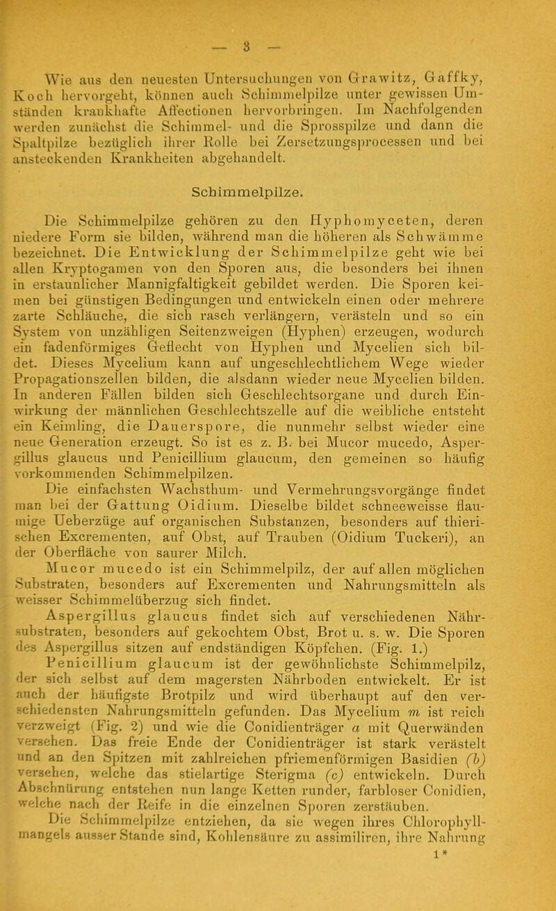 Wie aus den neuesten Untersuchungen von Gi'awitz, Gaffky, Koch hervorgeht, können auch Schimmelpilze unter gewissen Um- stünden krankhafte Atfectionen hervorbringen. Im Nachfolgenden werden zunächst die Schimmel- und die Sprosspilze und dann die Spaltpilze bezüglich ihrer Rolle bei Zersetzungsproeessen und bei ansteckenden Krankheiten abgehandelt. Schimmelpilze. Die Schimmelpilze gehören zu den Hyphomyceten, deren niedere Form sie bilden, wähi*end man die höheren als Schwämme bezeichnet. Die Entwicklung der Schimmelpilze geht wie bei allen Kryptogamen von den Sporen aus, die besonders bei ihnen in erstaunlicher Mannigfaltigkeit gebildet werden. Die Sporen kei- men bei günstigen Bedingungen und entwickeln einen oder mehrere zarte Schläuche, die sich rasch verlängern, verästeln und so ein System von unzähligen Seitenzweigen (Hyphen) erzeugen, wodurch ein fadenförmiges Greflecht von Hyphen und Mycelien sich bil- det. Dieses Mycelium kann auf ungeschlechtlichem Wege wieder Propagationszellen bilden, die alsdann wieder neue Mycelien bilden. In anderen Fällen bilden sich Greschlechtsorgane und durch Ein- wirkung der männlichen Geschlechtszelle auf die weibliche entsteht ein Keimling, die Dauerspore, die nunmehr selbst wieder eine neue Generation erzeugt. So ist es z. B. bei Mucor mucedo, Asper- gillus glaucus und Peuicillium glaucum, den gemeinen so häufig vorkommenden Schimmelpilzen. Die einfachsten Wachsthum- und Vermehrungsvorgänge findet man bei der Gattung Oidium. Dieselbe bildet schneeweisse flau- mige Ueberzüge auf organischen Substanzen, besonders auf thieri- schen Excrementen, auf Obst, auf Trauben (Oidium Tuckeri), an der Oberfläche von saurer Milch. Mucor mucedo ist ein Schimmelpilz, der auf allen möglichen -Substraten, besonders auf Excrementen und Nahrungsmitteln als eisser Schimmelüberzug sich findet. Aspergillus glaucus findet sich auf verschiedenen Nähr- substraten, besonders auf gekochtem Obst, Brot u. s. w. Die Sporen 'les Aspergillus sitzen auf endständigen Köpfchen. (Fig. 1.) Penicilliura glaucum ist der gewöhnlichste Schimmelpilz, '1er sich selbst auf dem magersten Nährboden entwickelt. Er ist ■ nch der häufigste Brotpilz und wird überhaupt auf den ver- ^:hiedensten Nahrungsmitteln gefunden. Das Mycelium m ist reich •;rzweigt fFig. 2) und wie die Conidienträger a mit Querwänden firaehen. Das freie Ende der Conidienträger ist stark verästelt und an den Spitzen mit zahlreichen pfriemenförmigen Basidien (h) versehen, welche das stielartige Sterigma (c) entwickeln. Durch AbschnUrung entstehen nun lange Ketten runder, farbloser Conidien, welche nach der Reife in die einzelnen Sporen zerstäuben. Die Schimmelpilze entziehen, da sie wegen ihres Chlorophyll- mangels ausser Stande sind, Kohlensäure zu assimiliren, ihre Nahrung 1»