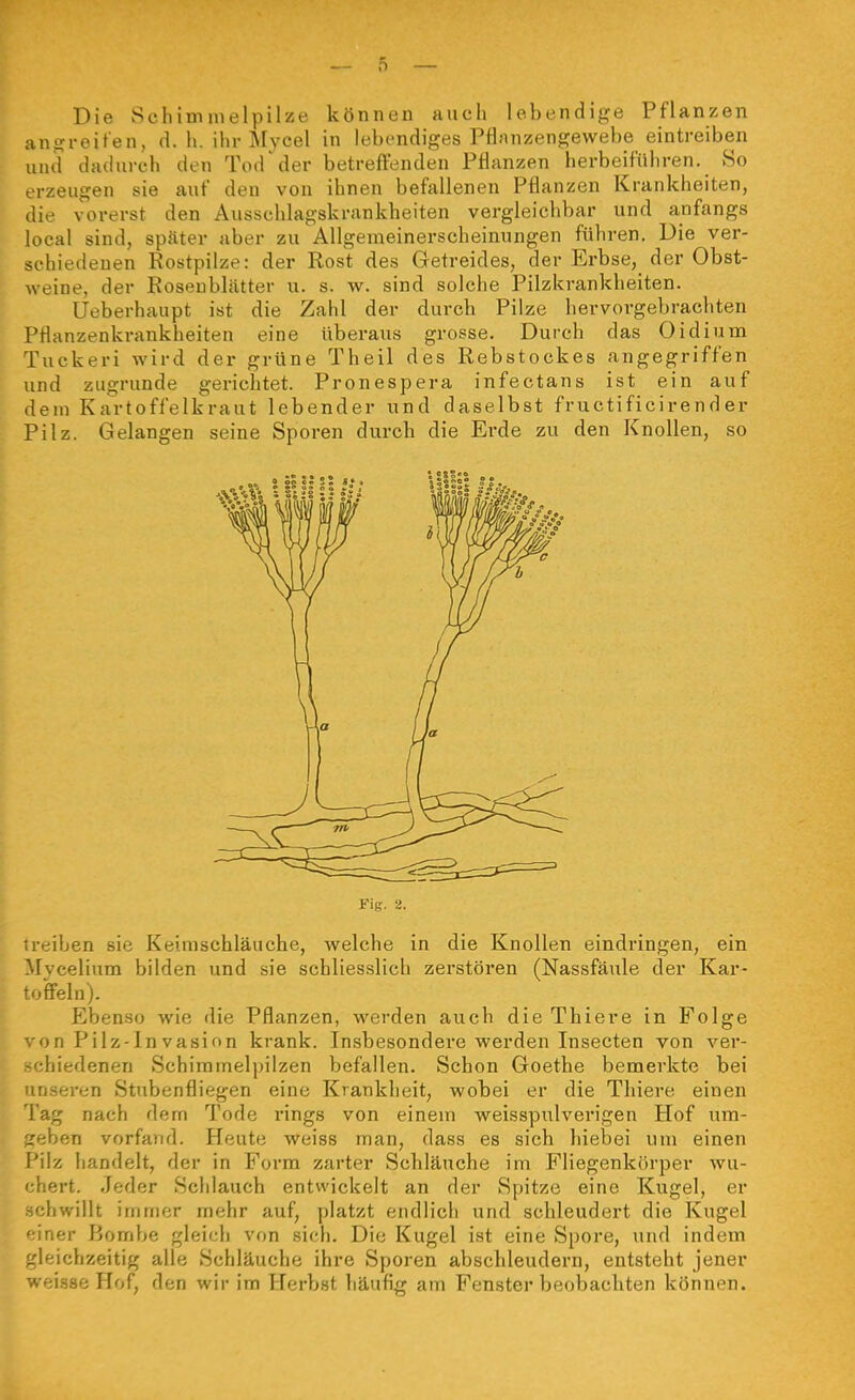 Die Schimmelpilze können auch lebendige Pflanzen angreifen, d. h. ihr INIycel in lebendiges Pflnnzengewebe eintreiben und dadurch den Tod  der betreffenden Pflanzen herbeiführen. So erzeugen sie auf den von ihnen befallenen Pflanzen Krankheiten, die vorerst den Ausschlagskrankheiten vergleichbar und anfangs local sind, später aber zu AUgenieinerscheinungen führen. Die ver- schiedenen Rostpilze: der Rost des Getreides, der Erbse, der Obst- weine, der Roseublätter u. s. w. sind solche Pilzkrankheiten. Ueberhaupt ist die Zahl der durch Pilze hervorgebrachten Pflanzenkrankheiten eine überaus grosse. Durch das Oidium Tuckeri wird der grüne Theil des Rebstockes angegriffen und zugrunde gerichtet. Pronespera infectans ist ein auf dem Kartoffelkraut lebender und daselbst fructificirender Pilz. Gelangen seine Sporen durch die Erde zu den Knollen, so Fig. 2. treiben sie Keimschläuche, welche in die Knollen eindringen, ein Mvcelium bilden und sie schliesslich zerstören (Nassfäule der Kar- toffeln). Ebenso wie die Pflanzen, werden auch die Thiere in Folge von Pilz-Invasion krank. Insbesondere werden Insecten von ver- schiedenen Schimmelpilzen befallen. Schon Goethe bemerkte bei unseren Stubenfliegen eine Krankheit, wobei er die Tliiere einen lag nach dem Tode rings von einem weisspulverigen Hof ura- .reben vorfand. Heute weiss man, dass es sich liiebei um einen f'ilz handelt, der in Form zarter Schläuche im Fliegenkörper wu- I'iert. Jeder Scldauch entwickelt an der Spitze eine Kugel, er •hwillt immer mehr auf, platzt endlich und schleudert die Kugel iner Bombe gleich von sich. Die Kugel ist eine Spore, und indem gleichzeitig alle Schläuche ihre Sporen abschleudern, entsteht jener weisse Hof, den wir im Herbst häufig am Fenster beobachten können.