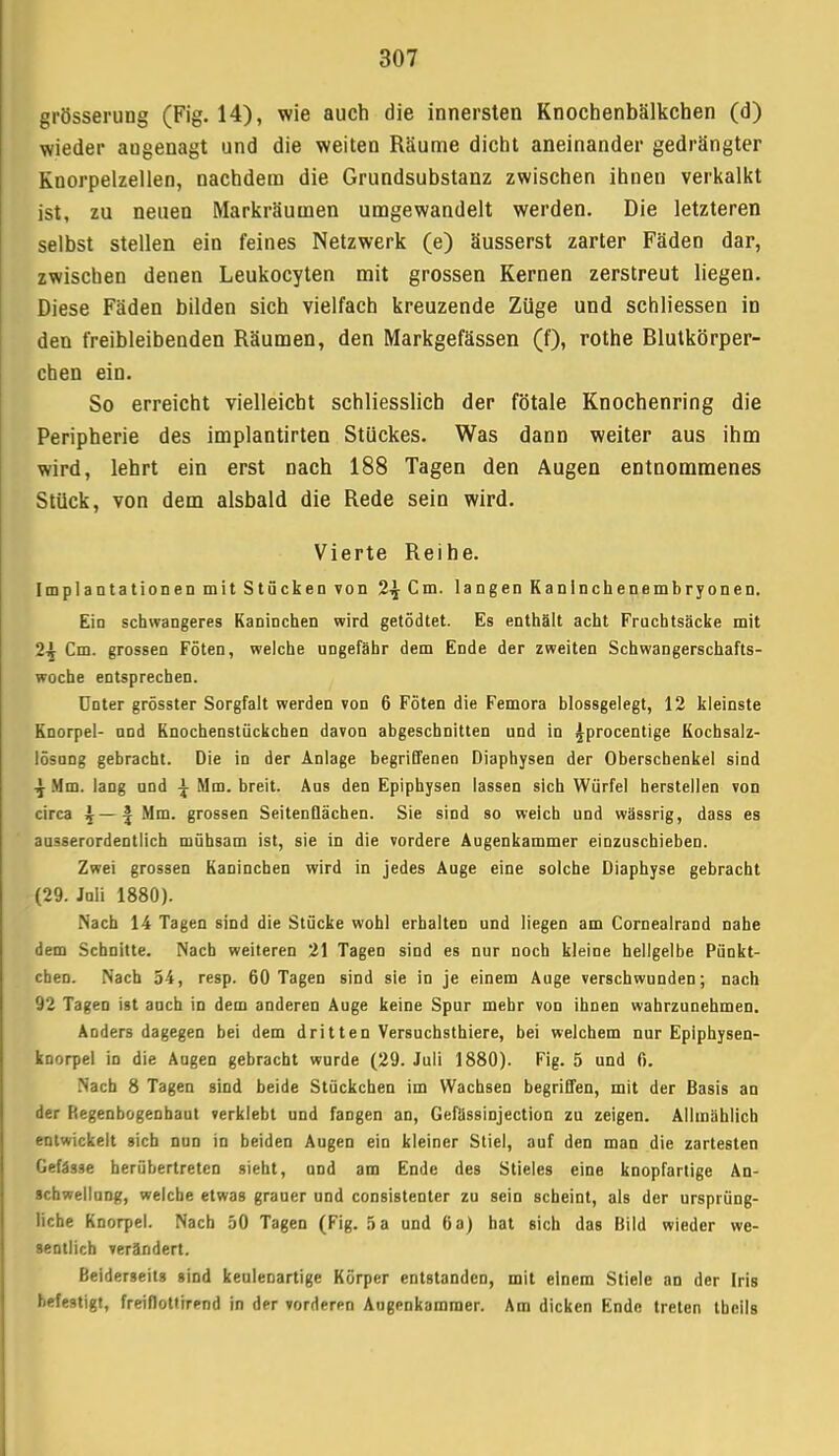 grösserung (Fig. 14), wie auch die innersten Knochenbälkchen (d) wieder angenagt und die weiten Räume dicht aneinander gedrängter Knorpelzellen, nachdem die Grundsubstanz zwischen ihnen verkalkt ist, zu neuen Markräumen umgewandelt werden. Die letzteren selbst stellen ein feines Netzwerk (e) äusserst zarter Fäden dar, zwischen denen Leukocyten mit grossen Kernen zerstreut liegen. Diese Fäden bilden sich vielfach kreuzende Züge und schliessen in den freibleibenden Räumen, den Markgefässen (f), rothe Blutkörper- chen ein. So erreicht vielleicht schliesslich der fötale Knochenring die Peripherie des implantirten Stückes. Was dann weiter aus ihm wird, lehrt ein erst nach 188 Tagen den Augen entnommenes Stück, von dem alsbald die Rede sein wird. Vierte Reihe. Implantationen mit Stücken von 2^ Cm. langen Kaninchenembryonen. Ein schwangeres Kaninchen wird getödtet. Es enthält acht Frucbtsäcke mit 2^ Cm. grossen Föten, welche ungefähr dem Ende der zweiten Schwangerschafts- woche entsprechen. Unter grösster Sorgfalt werden von 6 Föten die Femora blossgelegt, 12 kleinste Knorpel- and Knochenstückchen davon abgeschnitten und in |procentige Kochsalz- lösung gebracht. Die in der Anlage begriffenen Diaphysen der Oberschenkel sind ^ Mm. lang und \ Mm. breit. Ans den Epiphysen lassen sich Würfel herstellen von circa \— \ Mm. grossen Seitenflächen. Sie sind so weich und wässrig, dass es ausserordentlich mühsam ist, sie in die vordere Augenkammer einzuschieben. Zwei grossen Kanineben wird in jedes Auge eine solche Diaphyse gebracht (29. Juli 1880). Nach 14 Tagen sind die Stücke wohl erhalten und liegen am Cornealrand nahe dem Schnitte. Nach weiteren 21 Tagen sind es nur noch kleine hellgelbe Pünkt- chen. Nach 54, resp. 60 Tagen sind sie in je einem Auge verschwunden; nach 92 Tagen ist auch in dem anderen Auge keine Spur mehr von ihnen wahrzunehmen. Anders dagegen bei dem dritten Versuchsthiere, bei welchem nur Epiphysen- knorpel in die Augen gebracht wurde (29. Juli 1880). Fig. 5 und 6. Nach 8 Tagen sind beide Stückchen im Wachsen begriffen, mit der Basis an der Regenbogenhaut verklebt und fangen an, Gefüssinjection zu zeigen. Allmählich entwickelt sieb nun in beiden Augen ein kleiner Stiel, auf den man die zartesten Gefässe herübertreten sieht, und am Ende des Stieles eine knopfartige An- schwellung, welche etwas grauer und consistenter zu sein scheint, als der ursprüng- liche Knorpel. Nach 50 Tagen (Fig. 5 a und 6 a) hat sich das Bild wieder we- sentlich verändert. Beiderseits sind keulenartige Körper entstanden, mit einem Stiele an der Iris befestigt, freiflottirend in der vorderen Augenkammer. Am dicken Ende treten tbeils