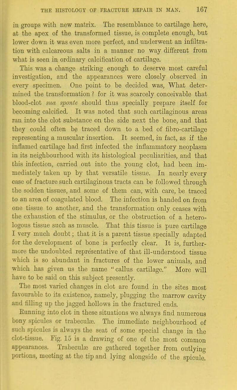 in groups with new matrix. The resemblance to cartilage here, at the apex of the transformed tissue, is complete enough, but lower down it was even more perfect, and underwent an infiltra- tion with calcareous salts in a manner no way different from what is seen in ordinary calcification of cartilage. This was a change striking enough to deserve most careful investigation, and the appearances were closely observed in every specimen. One point to be decided was. What deter- mined the transformation ? for it was scarcely conceivable that blood-clot sica sponte should thus specially prepare itself for becoming calcified. It was noted that such cartilaginous areas ran into the clot substance on the side next the bone, and that they could often be traced down to a bed of fibro-cartilage representing a muscular insertion. It seemed, in fact, as if the inflamed cartilage had first infected the inflammatory neoplasm in its neighbourhood with its histological peculiarities, and that this infection, carried out into the young clot, had been im- mediately taken up by that versatile tissue. In nearly every case of fracture such cartilaginous tracts can be followed through the sodden tissues, and some of them can, with care, be traced to an area of coagulated blood. The infection is handed on from one tissue to another, and the transformation only ceases with the exhaustion of the stimulus, or the obstruction of a hetero- logous tissue such as muscle. That this tissue is pure cartilage I very much doubt; that it is a parent tissue specially adapted for the development of bone is perfectly clear. It is, further- more the undoubted representative of that ill-understood tissue which is so abundant in fractures of the lower animals, and which has given us the name callus cartilage. More will have to be said on this subject presently. The most varied changes in clot are found in the sites most favourable to its existence, namely, plugging the marrow cavity and filling up the jagged hollows in the fractured ends. Eunning into clot in these situations we always find numerous bony spicules or trabeculse. The immediate neighbourhood of such spicules is always the seat of some special change in the clot-tissue. Fig. 15 is a drawing of one of the most common appearances. Trabeculje are gathered together from outlying portions, meeting at the tip and lying alongside of the spicule.