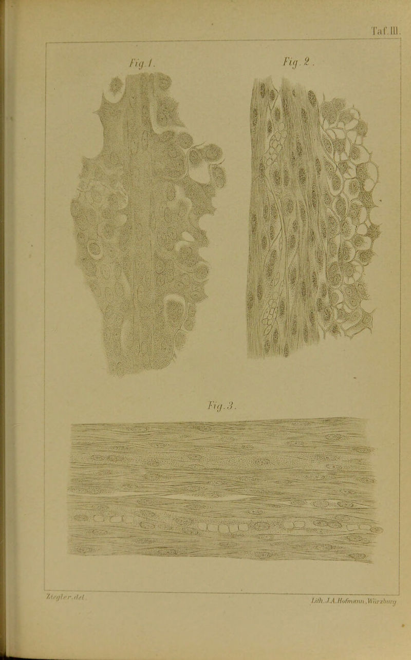 ■ (V. ^1 Taf ILl. I Fu/.:{. l.illl ,1 A.llofmuiiii .W'i'uzburq