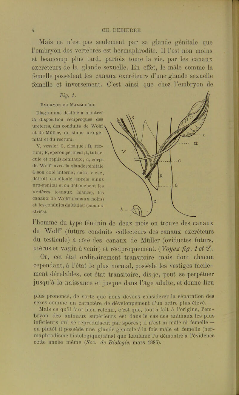 Mais ce n'est pas seulement par sa glande génitale que l'embryon des vertébrés est hermaphrodite. Il l'est non moins et beaucoup plus tard, parfois toute la vie, par les canaux excréteurs de la glande sexuelle. En effet, le mâle comme la femelle possèdent les canaux excréteurs d'une glande sexuelle femelle et inversement. C'est ainsi que chez l'embryon de Fig. 1. Embryon de Mammifère Diagramme destiné à montrer la disposition réciproques des uretères, des conduits de Wolff et de Millier, du sinus uro-gé- nital et du rectum. V, vessie ; C, cloaque ; R, rec- tum ; E, éperon périnéal ; t, tuber- cule et replis génitaux ; c, corps de Wolff avec la glande génitale ù son côté interne; entre v ctc, détroit canaliculé appelé sinus uro-génital et où débouchent les uretères (canaux blancs), les canaux de Wolff (canaux noirs) et les conduits de Mûller (canaux striés). l'homme du type féminin de deux mois on trouve des canaux de Wolff (futurs conduits collecteurs des canaux excréteurs du testicule) à côté des canaux de Millier (oviductes futurs, utérus et vagin à venir) et réciproquement. (Voyez fig. iet 2). Or, cet état ordinairement transitoire mais dont chacun cependant, à l'état le plus normal, possède les vestiges facile- ment décelables, cet état transitoire, dis-je, peut se perpétuer jusqu'à la naissance et jusque dans l'âge adulte, et donne lieu plus prononcé, de sorte que nous devons considérer la séparation des sexes comme un caractère de développement d'un ordre plus élevé. Mais ce qu'il faut bien retenir, c'est que, tout à fait à l'origine, l'em- bryon des animaux supérieurs est dans le cas des animaux les plus inférieurs qui se reproduisent par spores ; il n'est ni mâle ni femelle — ou plutôt il possède une glande génitale-à la fois mâle et femelle (her- maphrodisme histologique) ainsi que Laulanié l'a démontré à l'évidence cette année même (Soc. de Biologie, mars 1886).