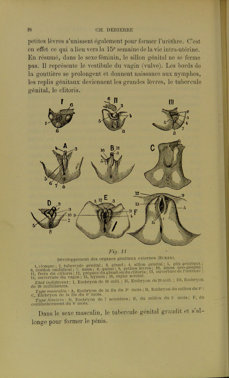 petites lèvres s'unissent également ponr former Turèthre. C'est en effet ce qui a lieu vers la IS'' semaine de la vie intra-utérine. En résumé, dans le sexe féminin, le sillon génital ne se ferme pas. Il représente le vestibule du vagin (vulve). Les bords de la gouttière se prolongent et donnent naissance aux nymphes, les replis génitaux deviennent les grandes lèvres, le tubercule génital, le clitoris. Fùj. 11 Développement des organes génitaux externes (Ecker). 1 fioifine-'' tul)orciile génital; 3, glanfl ; 1, sillon génital ; 5, plis génilaiix ; .^'.^orffombili!^  a,^; 8, qum,^ ; 0, Vf}]^}^^'^^- L^o^^^'- i l frein du .•liloris ; 12, ju-opuce du gland ou du elilor s ; 13, ouvei tui i. ric i uicinic , il ouverture du vagin; 15, hymen; iU, rapiie scrolal. r-.,i FAat uulifrérent: I, Embryon de 16 mill. ; II, Embryon de20mill. ; III, Embrion de 2fi millimètres. , , ... , . . Time masculin : A. Embryon de la nu du 3* mois ; H, Embryon du mdicu du 4-, C, Énd)rvon do la fin du l mois. . Tiipe iéininin: Embryon de 7 semaines; E, du milieu du;.- mois; 1-, du conrimehcement du (i- mois. Dans le sexe masculin, le tubercule génital grandit et s'al- longe pour former le pénis.