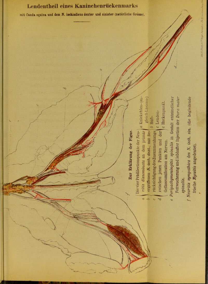 Lendeiitheil eines Kaninchenriickenmarks mit Cauda equina and dem N. isehisdicns dezter and sinister (natôrliehe Grosse).