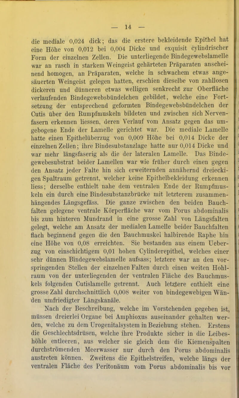 die mediale 0,024 dick; das die erstere bekleidende Epithel hat eine Höhe von 0,012 bei 0,004 Dicke und exquisit cylindrischer Form der einzelnen Zellen. Die unterliegende Bindegewebslamelle war an rasch in starkem Weingeist gehärteten Präparaten anschei- nend homogen, an Präparaten, welche in schwachem etwas ange- säuerten Weingeist gelegen hatten, erschien dieselbe von zahllosen dickeren und dünneren etwas welligen senkrecht zur Oberfläche verlaufenden Bindegewebsbündelchen gebildet, welche eine Fort- setzung der entsprechend geformten Bindegewebsbündelchen der Cutis über den Rumpfmuskeln bildeten und zwischen sich Nerven- fasern erkennen Hessen, deren Verlauf vom Ansatz gegen das um- gebogene Ende der Lamelle gerichtet war. Die mediale Lamelle hatte einen Epithelüberzug von 0,009 Höhe bei 0,014 Dicke der einzelnen Zellen; ihre Bindesubstanzlage hatte nur 0,014 Dicke und war mehr längsfaserig als die der lateralen Lamelle. Das Binde- gewebesubstrat beider Lamellen war wie früher durch einen gegen den Ansatz jeder Falte hin sich erweiternden annähernd dreiecki- gen Spaltraum getrennt, welcher keine Epithelbekleidung erkennen liess; derselbe enthielt nahe dem ventralen Ende der Rumpfmus- keln ein durch eine Bindesubstanzbrücke mit letzterem zusammen- hängendes Längsgefäss. Die ganze zwischen den beiden Bauch- falten gelegene ventrale Körperfläche war vom Porus abdominalis bis zum hinteren Mundrand in eine grosse Zahl von Längsfalten gelegt, welche am Ansatz der medialen Lamelle beider Bauchfalten flach beginnend gegen die den Bauchmuskel halbirende Raphe hin eine Höhe von 0,08 erreichten. Sie bestanden aus einem Ueber- zug von einschichtigem 0,01 hohen Cylinderepithel, welches einer sehr dünnen Bindegewebslam eile aufsass; letztere war an den vor- springenden Stellen der einzelnen Falten durch einen weiten Hohl- raum von der unterliegenden der ventralen Fläche des Bauchmus- kels folgenden Cutislamelle getrennt. Auch letztere enthielt eine grosse Zahl durchschnittlich 0,008 weiter von bindegewebigen Wän- den umfriedigter Längskanäle. Nach der Beschreibung, welche im Vorstehenden gegeben ist, müssen dreierlei Organe bei Amphioxus auseinander gehalten wer- den, welche zu dem Urogenitalsystem in Beziehung stehen. Erstens die Geschlechtsdrüsen, welche ihre Produkte sicher in die Leibes- höhle entleeren, aus welcher sie gleich dem die Kiemenspalten durchströmenden Meerwasser nur durch den Porus abdominalis austreten können. Zweitens die Epithelstreifen, welche längs der ventralen Fläche des Peritonäum vom Porus abdominalis bis vor