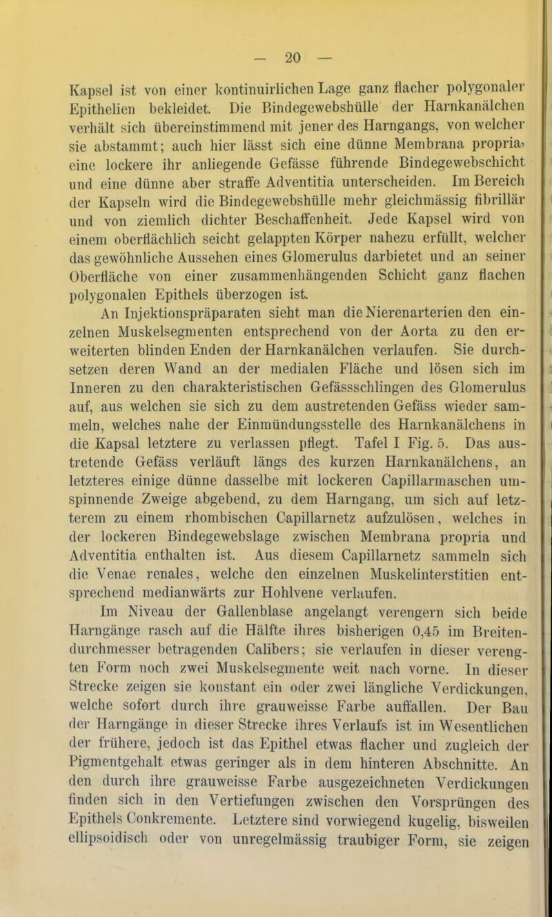 Kapsel ist von einer kontinuirlichen Lage ganz flacher polygonaler Epithelien bekleidet. Die Bindegewebshülle der Harnkanälchen verhält sich übereinstimmend mit jener des Harngangs, von welcher sie abstammt; auch hier lässt sich eine dünne Membrana proprio eine lockere ihr anliegende Gefässe führende Bindegewebschicht und eine dünne aber straffe Adventitia unterscheiden. Im Bereich der Kapseln wird die Bindegewebshülle mehr gleichmässig fibrillär und von ziemlich dichter Beschaffenheit. Jede Kapsel wird von einem oberflächlich seicht gelappten Körper nahezu erfüllt, welcher das gewöhnliche Aussehen eines Glomerulus darbietet und an seiner Oberfläche von einer zusammenhängenden Schicht ganz flachen polygonalen Epithels überzogen ist. An Injektionspräparaten sieht man die Nierenarterien den ein- zelnen Muskelsegmenten entsprechend von der Aorta zu den er- weiterten blinden Enden der Harnkanälchen verlaufen. Sie durch- setzen deren Wand an der medialen Fläche und lösen sich im Inneren zu den charakteristischen Gefässschlingen des Glomerulus auf, aus welchen sie sich zu dem austretenden Gefäss wieder sam- meln, welches nahe der Einmündungssteile des Harnkanälchens in die Kapsal letztere zu verlassen pflegt. Tafel I Fig. 5. Das aus- tretende Gefäss verläuft längs des kurzen Harnkanälchens, an letzteres einige dünne dasselbe mit lockeren Capillarmaschen um- spinnende Zweige abgebend, zu dem Harngang, um sich auf letz- terem zu einem rhombischen Capillarnetz aufzulösen, welches in der lockeren Bindegewebslage zwischen Membrana propria und Adventitia enthalten ist. Aus diesem Capillarnetz sammeln sich die Venae renales, welche den einzelnen Muskelinterstitien ent- sprechend medianwärts zur Hohlvene verlaufen. Im Niveau der Gallenblase angelangt verengern sich beide Harngänge rasch auf die Hälfte ihres bisherigen 0,45 im Breiten- durchmesser betragenden Calibers; sie verlaufen in dieser vereng- ten Form noch zwei Muskelsegmente weit nach vorne. In dieser Strecke zeigen sie konstant ein oder zwei längliche Verdickungen, welche sofort durch ihre grau weisse Farbe auffallen. Der Bau der Harngänge in dieser Strecke ihres Verlaufs ist im Wesentlichen der frühere, jedoch ist das Epithel etwas flacher und zugleich der Pigmentgehalt etwas geringer als in dem hinteren Abschnitte. An den durch ihre grauweisse Farbe ausgezeichneten Verdickungen finden sich in den Vertiefungen zwischen den Vorsprüngen des Epithels Conkremente. Letztere sind vorwiegend kugelig, bisweilen ellipsoidisch oder von unregelmässig traubiger Form, sie zeigen