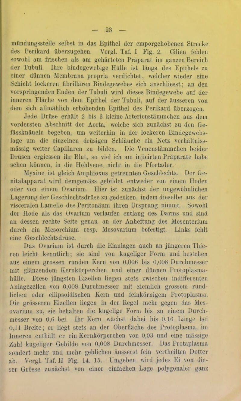 mündungsstelle selbst in das Epithel der emporgehobenen Strecke des Perikard überzugehen. Vergl. Tat. I Fig. 2. Cilien fehlen sowohl am frischen als am gehärteten Präparat im ganzen Bereich der Tubuli. Ihre bindegewebige Hülle ist längs des Epithels zu einer dünnen Membrana propria verdichtet, welcher wieder eine Schicht lockeren fibrillären Bindegewebes sich anschliesst; an den vorspringenden Enden der Tubuli wird dieses Bindegewebe auf der inneren Fläche von dem Epithel der Tubuli, auf der äusseren von dem sich allmählich erhöhenden Epithel des Perikard überzogen. Jede Drüse erhält 2 bis 3 kleine Arterienstämmchen aus dem vordersten Abschnitt der Aorta, welche sich zunächst zu den Ge- fässknäueln begeben, um weiterhin in der lockeren Bindegewebs- lage um die einzelnen drüsigen Schläuche ein Netz verhältniss- mässig weiter Capillaren zu bilden. Die Venenstämmchen beider Drüsen ergiessen ihr Blut, so viel ich am injicirten Präparate habe sehen können, in die Hohlvene, nicht in die Pfortader. Myxine ist gleich Aniphioxus getrennten Geschlechts. Der Ge- nitalapparat wird demgemäss gebildet entweder von einem Hoden oder von einem Ovarium. Hier ist zunächst der ungewöhnlichen Lagerung der Geschlechtsdrüse zu gedenken, iudem dieselbe aus der visceralen Lamelle des Peritonäum ihren Ursprung nimmt. Sowohl der Hode als das Ovarium verlaufen entlang des Darms und sind an dessen rechte Seite genau an der Anheftung des Mesenterium durch ein Mesorchiuin resp. Mesovarium befestigt. Links fehlt eine Geschlechtsdrüse. Das Ovarium ist durch die Eianlagen auch an jüngeren Thie- ren leicht kenntlich; sie sind von kugeliger Form und bestehen aus einem grossen runden Kei n von 0,00(5 bis 0,008 Durchmesser mit glänzendem Kernkürperchen und einer dünnen Protoplasma- hülle. Diese jüngsten Eizellen liegen stets zwischen indifferenten Anlagezellen von 0,008 Durchmesser mit ziemlich grossem rund- lichen uder ellipsoidischen Kern und feinkörnigem Protoplasma. Die grösseren Eizellen liegen in der Regel mehr gegen das Mes- ovarium zu, sie behalten die kugelige Form bis zu einem Durch- messer von 0,6 bei. Ihr Kern wächst dabei bis 0,16 Länge bei 0,11 Breite; er liegt stets an der Oberfläche des Protoplasma, im Inneren enthält er ein Kernkörperchen von 0,03 und eine massige Zahl kugeliger Gebilde von 0,008 Durchmesser. Das Protaplasma sondert mehr und mehr geblichen äusserst fein vertheilten Dotter ab. Vergl. Tat. II Fig. 14. 15. Umgeben wird jedes Ei von die- ser Grösse zunächst von einer einfachen Lage polygonaler ganz