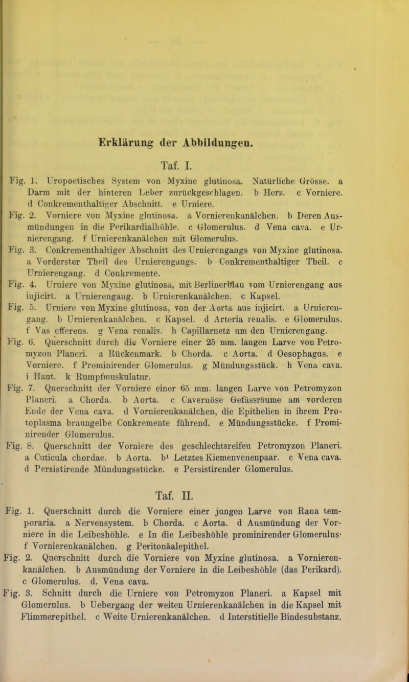 Erklärung der Abbildungen. Taf. I. Fig. 1. Uropoetisches System von Myxine glutinosa. Natürliche Grösse, a Darm mit der hinteren Leher zurückgeschlagen, b Herz, c Vomiere, fl Conkrementhaltiger Abschnitt, e Urniere. Fig. 2. Vorniere von Myxine glutinosa. a Vornierenkanälchen. b Deren Aus- mündungen in die Perikardialhöhle. c Glomerulus. d Vena cava. e Ur- nierengang. f Urnierenkanälchen mit Glomerulus. Fig. 3. Conkrementhaltiger Abschnitt des Urnierengangs von Myxine glutinosa. a Vorderster Theil des Urnierengaugs. b Conkrementhaltiger Theil. c Urnierengang. d Conkremente. Fig. 4. Urniere von Myxine glutinosa, mit Berlinerblau vom Urnierengang aus injicirt. a Urnierengang. b Urnierenkanälchen. c Kapsel. Fig. 5. Urniere von Myxine glutinosa, von der Aorta aus injicirt. a Urnieren- gang. b Urnierenkanälchen. c Kapsel, d Arteria renalis, e Glomerulus. t Vas efferens. g Vena renalis, h Capillarnetz um den Urnierengang. Fig. 6. Querschnitt durch die Vorniere einer 25 mm. langen Larve von Petro- myzon Pianeri, a Rückenmark, b Chorda, c Aorta, d Oesophagus, e Vorniere, f Prominirender Glomerulus. g Mündungsstück, h Vena cava. i Haut, k Rumpfmuskulatur. Fig. 7. Querschnitt der Vorniere einer 65 mm. langen Larve von Petromyzon Pianeri, a Chorda, b Aorta, c Cavernöse Gefässräume am vorderen Lude der Vena cava. d Vornierenkanälchen, die Fpithelien in ihrem Pro- toplasma braungelbe Conkremente führend, e Mündungsstücke, f Promi- nirender Glomerulus. Fig. 8. Querschnitt der Vorniere des geschlechtsreifen Petromyzon Pianeri, a Cuticula chordae. b Aorta, b' Letztes Kiemenvenenpaar. c Vena cava. d Persistirende Mündungsstücke, e Persistirender Glomerulus. Taf. II. Fig. 1. Querschnitt durch die Vorniere einer jungen Larve von Rana tem- poraria. a Nervensystem, b Chorda, c Aorta, d Ausmündung der Vor- niere in die Leibeshöhle, e In die Leibeshöhle prominirender Glomerulus- f Vornierenkanälchen. g Peritonäalepithel. Fig. 2. Querschnitt durch die Vorniere von Myxine glutinosa. a Vornieren- kanälchen. b Ausmündung der Vorniere in die Leibeshöhle (das Perikard), c Glomerulus. d. Vena cava. Fig. 3. Schnitt durch die Urniere von Petromyzon Pianeri, a Kapsel mit Glomerulus. b Uebergang der weiten Urnierenkanälchen in die Kapsel mit Flimmerepithel, c Weite Urnierenkanälchen. d Interstitielle Bindesubstanz.