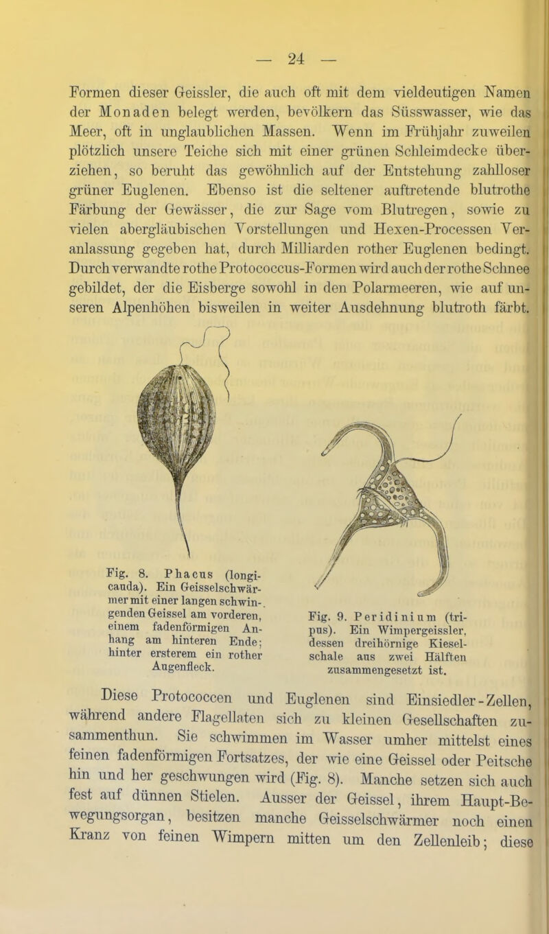 Formen dieser Geissler, die auch oft mit dem vieldeutigen Namen der Monaden belegt werden, bevölkern das Süsswasser, wie das Meer, oft in unglaublichen Massen. Wenn im Frühjahr zuweilen plötzhch unsere Teiche sich mit einer grünen Schleimdecke über- ziehen, so beruht das gewöhnlich auf der Entstehung zahlloser grüner Euglenen. Ebenso ist die seltener auftretende blutrothe Färbung der Gewässer, die zur Sage vom Blutregen, sowie zu vielen abergläubischen Yorstellungen und Hexen-Processen Ver- anlassung gegeben hat, durch Milliarden rother Euglenen bedingt. Durch verwandte rothe Protococcus-Formen wird auch der rothe Sclmee gebildet, der die Eisberge sowohl in den Polarmeeren, wie auf un- seren Alpenhöhen bisweilen in weiter Ausdehnung blutroth fäi'bt. gendenGeissei am vorderen, Fig. 9. Peridinium (tri- emem fadenförmigen An- pus). Ein Wimpergeissler, hang am hinteren Ende; dessen dreihörnige Kiesel- hmter ersterem ein rother schale ans zwei Hälften Augenfleck. zusammengesetzt ist. Diese Protococcen und Euglenen sind Einsiedler-Zellen, während andere Flagellaten sich zu kleinen (leseUschaften zu- sammenthun. Sie schwimmen im Wasser umher mittelst eines feinen fadenförmigen Fortsatzes, der wie eine Geissei oder Peitsche hin und her geschwungen wird (Fig. 8). Manche setzen sich auch fest auf dünnen Stielen. Ausser der Geissei, ihrem Haupt-Be- wegungsorgan, besitzen manche Geisseischwärmer noch einen Kranz von feinen Wimpern mitten um den Zellenleib; diese i