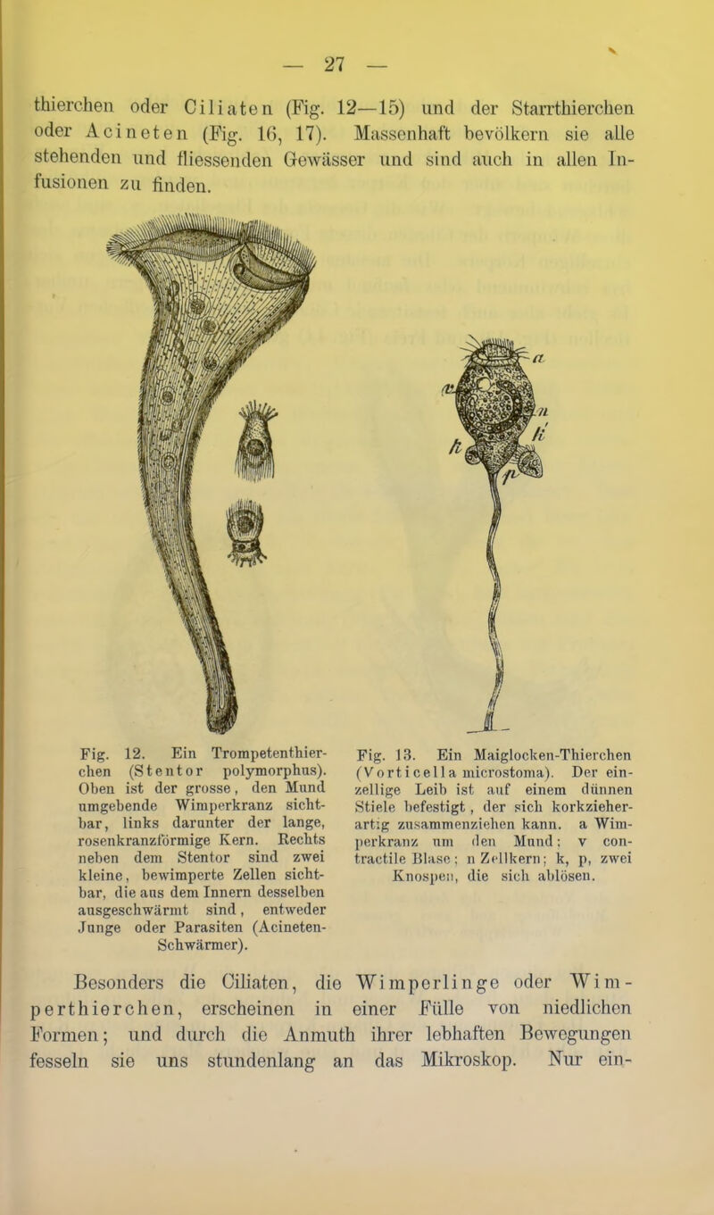 thierchen oder Ciliaten (Fig. 12—15) und der StaiTthierchen oder Acineten (Fig. 16, 17). Massenhaft bevölkern sie alle stehenden und fliessenden Gewässer und sind auch in allen In- fusionen zu finden. Fig. 13. Ein Maiglocken-Thierchen (Vorticella microstonia). Der ein- zellige Leib ist auf einem dünnen Stiele befestigt, der sich korkzieher- art'.g zusammenziehen kann, a Wim- perkranz um den Mund: v con- tractile Blase ; n Zellkern; k, p, zwei Knospe!:, die sich ablösen. Fig. 12. Ein Trompetenthier- chen (Stentor polymorphus). Oben ist der grosse, den Mund umgebende Wimperkranz sicht- bar, links darunter der lange, rosenkranzlormige Kern. Rechts neben dem Stentor sind zwei kleine, bewimperte Zellen sicht- bar, die ans dem Innern desselben ausgeschwärmt sind, entweder Junge oder Parasiten (Acineten- Schwärmer). Besonders die Ciliaten, die Wimperlinge oder Wim- perthierchen, erscheinen in einer Fülle von niedlichen Formen; und durch die Anmuth ihrer lebhaften Bewegungen fesseln sie uns stundenlang an das Mikroskop. Nur ein-