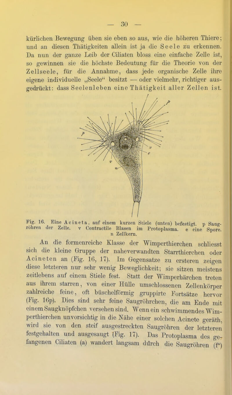 kürlichen Bewegung üben sie eben so aus, wie die höberen Tbiere; und an diesen Tbätigkeiten allein ist ja die Seele zu erkennen. Da nun der ganze Leib der Ciliaten bloss eine einfache Zelle ist, so gewinnen sie die höchste Bedeutung für die Theorie von der Zellseele, für die Annahme, dass jede organische Zelle ilu-e eigene individuelle „Seele besitzt — oder vielmehr, richtiger aus- gedrückt: dass Seelenleben eine Thätigkeit aller Zellen ist. Fig. 16. Eine Acineta, auf einem kurzen Stiele (unten) befestigt, p Sang- rühren der Zelle. v Contractile Blasen im Protoplasma, e eine Spore. n Zellkern. An die formenreiche Klasse der Wimperthierchen schliesst sich die kleine Gruppe der naheverwandten Starrthierchen oder Acineten an (Fig. 16, 17). Im Gegensatze zu ersteren zeigen diese letzteren nur sehr wenig Beweglichkeit; sie sitzen meistens zeitlebens auf einem Stiele fest. Statt der Wimperhärchen treten aus ihrem standen, von einer Hülle umschlossenen Zellenkörper zahh-eiche feine, oft büschelförmig gruppirte Fortsätze hervor (Fig. 16p). Dies sind sehr feine Saugröhrchen, die am Ende mit einem Saugknöpfchen versehen sind. Wenn ein schwimmendes Wim- perthierchen unvorsichtig in die Nähe einer solchen Acinete geräth, wird sie von den steif ausgestreckten Saugröhren der letzteren festgehalten und ausgesaugt (Fig. 17). Das Protoplasma des ge- fangenen Ciliaten (a) wandert langsam dürch die Saugröhren (f)