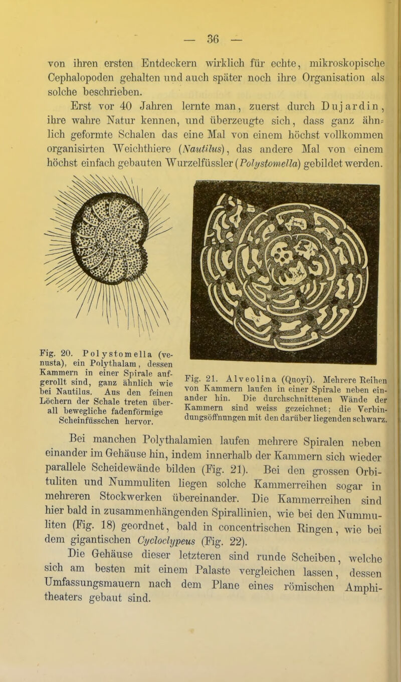 von ihren ersten Entdeckern wklich füi- echte, mikroskopische Cephalopoden gehalten und auch später noch ihre Organisation als solche beschrieben. Erst vor 40 Jahren lernte man, zuerst durch Duj ardin, ihre wahre Natur kennen, und überzeugte sich, dass ganz ähn- lich geformte Schalen das eine Mal von einem höchst vollkommen organisirten Weichthiere (Nautilus), das andere Mal von einem höchst einfach gebauten Wmzelüissler (Poli/stomella) gebildet werden. 1 \ Fig. 20. Polystomella (ve- nusta), ein Polythalara, dessen Kammern in einer Siiirale auf- gerollt sind, ganz ähnlich wie bei Nautilas. Aus den feinen Löchern der Schale treten über- all bewegliche fadenförmige Scheinfüsschen hervor. Fig. 21. Alveolina (Quoyi). Mehrere Reihen von Kammern laufen in einer Spirale neben ein- ander hin. Die durchschnittenen Wände der Kammern sind weiss gezeichnet: die Verbin- dungsöffnungen mit den darüber liegenden schwarz. Bei manchen Polythalamien laufen mehrere Spiralen neben einander im Gehäuse hin, indem innerhalb der Kammern sich wieder parallele Scheidewände bilden (Fig. 21). Bei den gi'ossen Orbi- tuliten und Nummuliten liegen solche Kammerreihen sogar in mehreren Stockwerken übereinander. Die Kammen-eihen sind hier bald in zusammenhängenden Spirallinien, wie bei den Nummu- liten (Fig. 18) geordnet, bald in concentrischen Ringen, wie bei dem gigantischen Cyclochjpeus (Fig. 22). Die Gehäuse dieser letzteren sind runde Scheiben, welche sich am besten mit einem Paläste vergleichen lassen, dessen Umfassungsmauern nach dem Plane eines römischen Amphi- theaters gebaut sind.