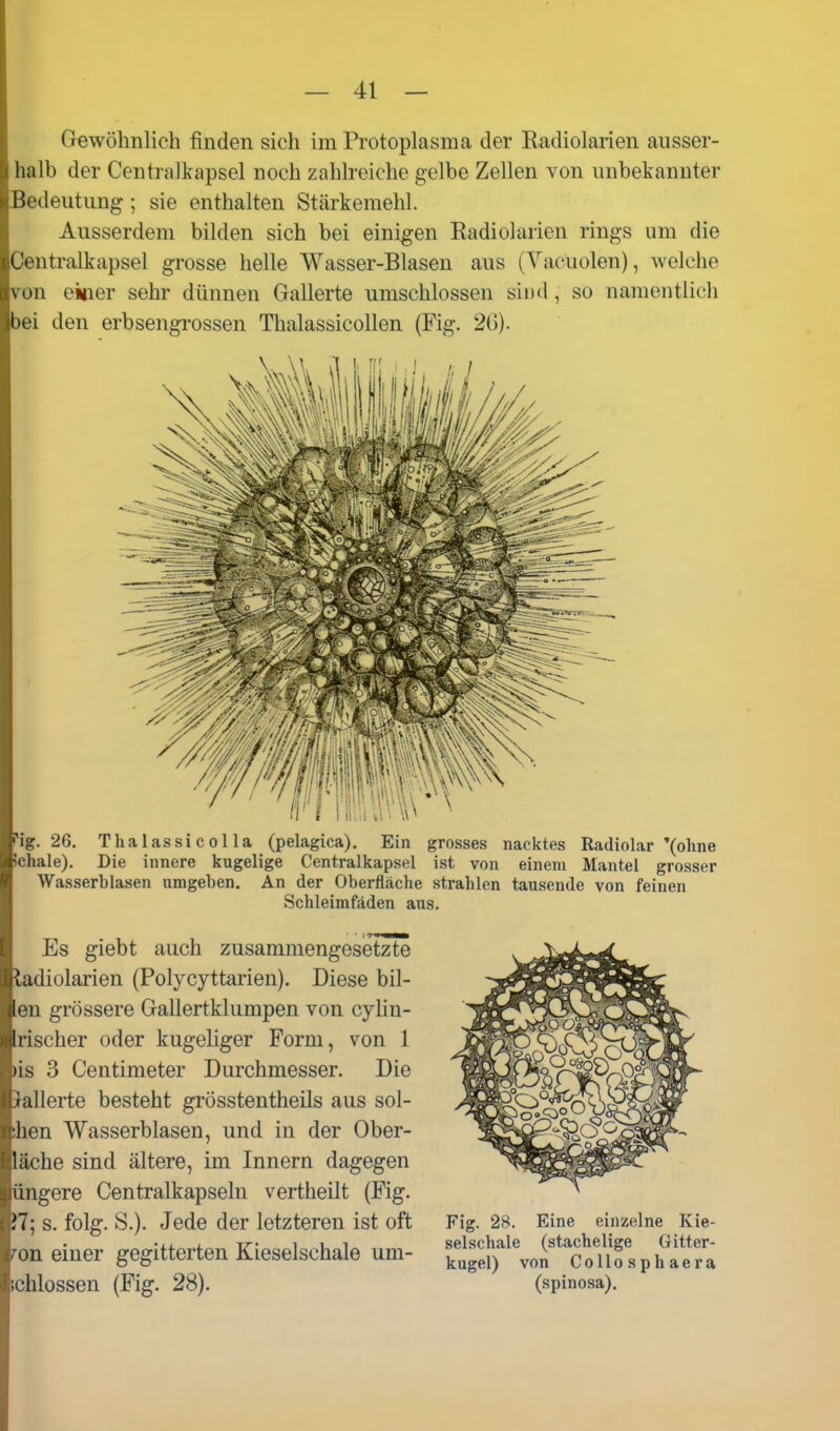 Gewöhnlich finden sich im Protoplasma der Radiolarien ausser- halb der Centralkapsel noch zahlreiche gelbe Zellen von unbekannter Bedeutung; sie enthalten Stärkemehl. Ausserdem bilden sich bei einigen Radiolarien rings um die Centralkapsel grosse helle Wasser-Blasen aus (Vacuolen), welche von einer sehr dünnen Gallerte umschlossen sii)d, so namentlich bei den erbsengrossen Thalassicollen (Fig. 2(5). ^ig. 26. Thalassicol la (pelagica). Ein grosses nacktes Radiolar '(ohne Schale). Die innere kugelige Centralkapsel ist von einem Mantel grosser Wasserblasen umgeben. An der Oberfläche strahlen tausende von feinen Schleimfäden aus. Es giebt auch zusammengesetzte ladiolarien (Polycyttarien). Diese bil- en grössere Gallertklumpen von cylin- rischer oder kugehger Form, von 1 )is 3 Centimeter Durchmesser. Die Jallerte besteht grösstentheils aus sol- shen Wasserblasen, und in der Ober- läche sind ältere, im Innern dagegen iingere Centraikapseln vertheilt (Fig. ?7; s, folg. S.). Jede der letzteren ist oft ron einer gegitterten Kieselschale um- :chlossen (Fig. 28). Fig. 28. Eine einzelne Kie- selschale (stachelige Gitter- kugel) von CoUosphaera