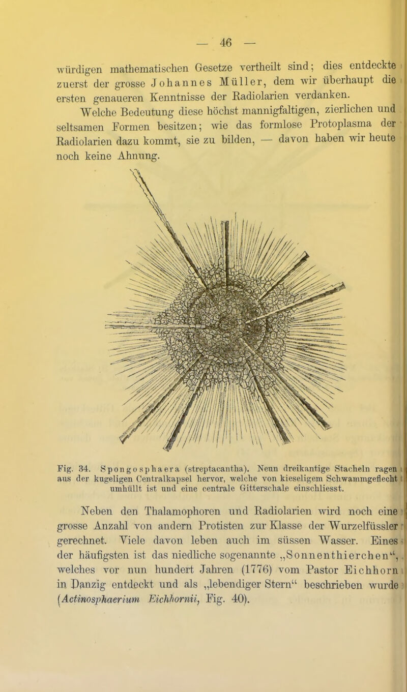 würdigen inathematischen Gesetze vertheilt sind; dies entdeckte i zuerst der grosse Johannes Müller, dem wir überhaupt die . ersten genaueren Kenntnisse der Radiolarien verdanken. Welche Bedeutung diese höchst mannigfaltigen, zierüchen und seltsamen Formen besitzen; wie das formlose Protoplasma der • Radiolarien dazu kommt, sie zu büden, — davon haben wir heute noch keine Ahnung. Fig. 34. Spongosphaera (streptacantha). Nenn dreikantige Stacheln ragen i aus der kugeligen Centraikapsel liervor, welche von kieseligem Schwanimgeflecht t umhüllt ist und eine centrale GitterschaLe einschliesst. Neben den Thalaniophoren und Radiolarien wird noch eine * grosse Anzahl von andern Protisten zur Klasse der Wurzelfüssler r gerechnet. Viele davon leben auch im süssen Wasser. Eines ^ der häufigsten ist das niedliche sogenannte „Sonnenthierchen'',. welches vor nun hundert Jahi-en (1776) vom Pastor Eichhorn» in D^nzig entdeckt und als „lebendiger Stern beschrieben wurde ^Actinosphaerium Eichhornii, Fig. 40).