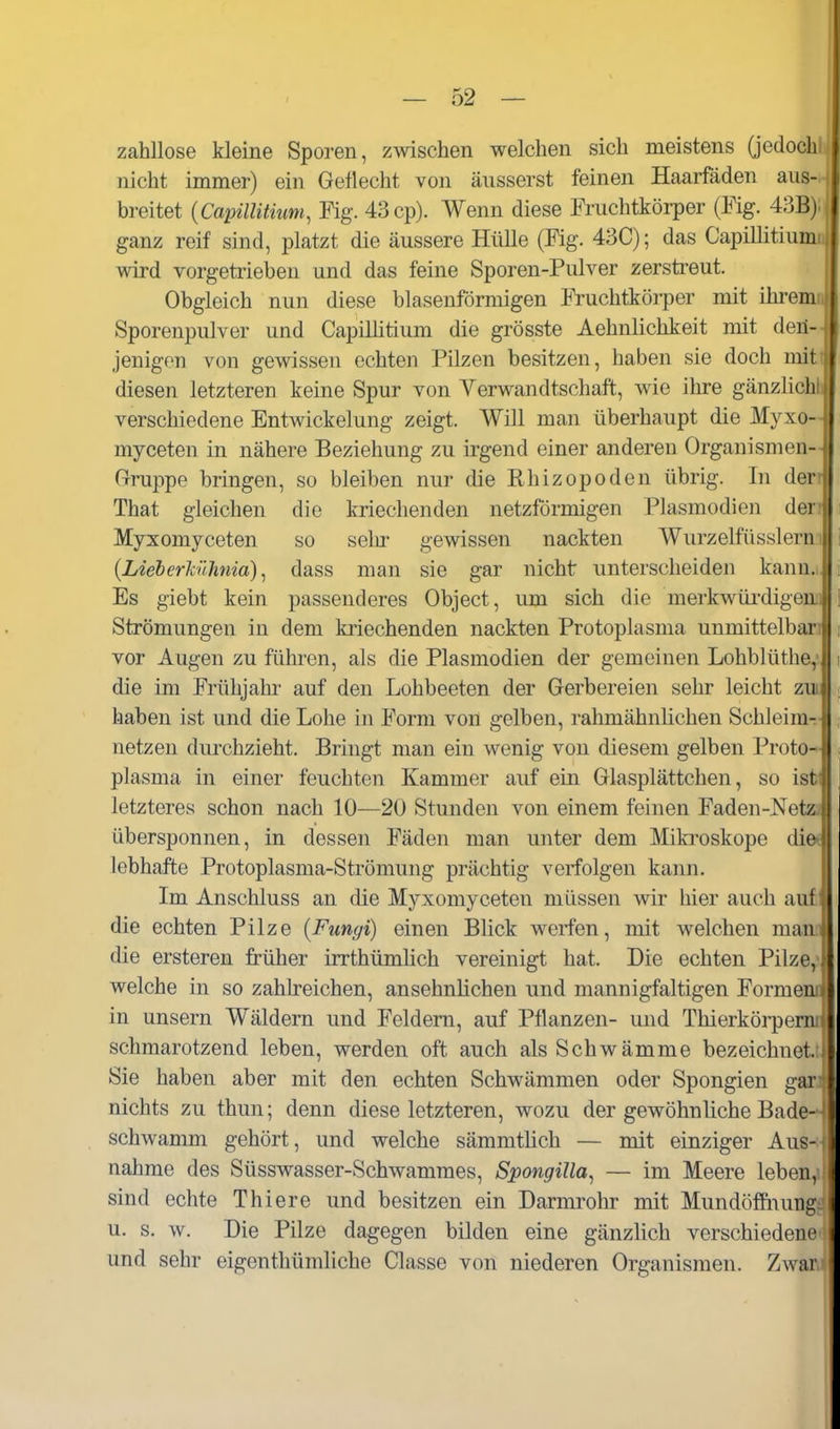 zahllose kleine Sporen, zwischen welchen sich meistens Qedoch nicht immer) ein Geflecht von äusserst feinen Haarfäden aus-.-j breitet {Capillitium, Fig. 43 cp). Wenn diese Fi'uchtkörper (Fig. 43B) ganz reif sind, platzt die äussere Hülle (Fig. 43C); das Capillitium wird vorgetrieben und das feine Sporen-Pulver zerstreut. Obgleich nun diese blasenförmigen Fruchtköi-per mit ihrem Sporenpulver und Capillitium die grösste Aehnlichkeit mit den- j jenigen von gewissen echten Pilzen besitzen, haben sie doch mit | diesen letzteren keine Spur von Verwandtschaft, wie ihre gänzlich; verschiedene Entwickelung zeigt. Will man überhaupt die Myxo- myceten in nähere Beziehung zu irgend einer anderen Organismen- Gruppe bringen, so bleiben nur die Rhizopoden übrig. In der That gleichen die kriechenden netzförmigen Plasmodien der Myxomyceten so selu- gewissen nackten Wurzelfiisslern {LieberJcühnia) ^ dass man sie gar nicht unterscheiden kann. Es giebt kein passenderes Object, um sich die merkwüi'digen Strömungen in dem Imechenden nackten Protoplasma unmittelbar i vor Augen zu führen, als die Plasmodien der gemeinen Lohblüthe, j die im Frühjahr auf den Lohbeeten der Gerbereien sehr leicht zu; haben ist und die Lohe in Form von gelben, rahmähnlichen Schleimr, netzen durchzieht. Bringt man ein wenig von diesem gelben Proto plasma in einer feuchten Kammer auf ein Glasplättchen, so isti letzteres schon nach 10—20 Stunden von einem feinen Faden-Ne übersponnen, in dessen Fäden man unter dem Mikroskope die lebhafte Protoplasma-Strömung prächtig verfolgen kann. Im Anschluss an die Myxomyceten müssen wir hier auch auf die echten Pilze [Fungi) einen Blick werfen, mit welchen man die ersteren früher irrthümlich vereinigt hat. Die echten Pilze^' welche in so zahkeichen, ansehnhcheu und mannigfaltigen Forme: in unsern Wäldern und Feldern, auf Pflanzen- und Thierkörpe schmarotzend leben, werden oft auch als Schwämme bezeichnet. Sie haben aber mit den echten Schwämmen oder Spongien gai' nichts zu thun; denn diese letzteren, wozu der gewöhnliche Bade- schwamm gehört, und welche sämmtlich — mit einziger Aus- nahme des Süsswasser-Schwammes, SpongiUa^ — im Meere leben, sind echte Thiere und besitzen ein Darmrohr mit Mundöffnung u. s. w. Die Pilze dagegen bilden eine gänzlich verschiedene und sehr eigonthümliche Classe von niederen Organismen. Zwar