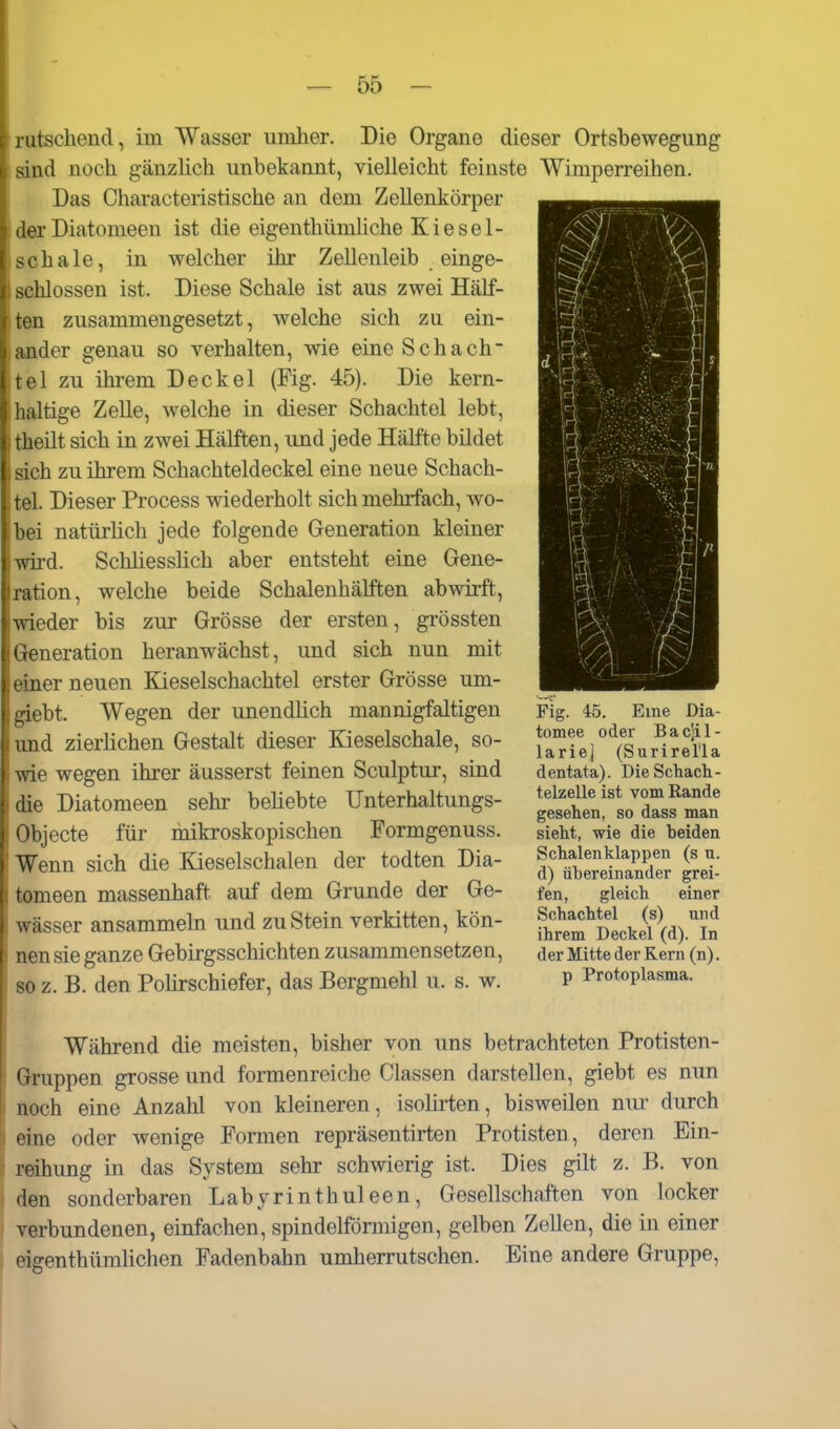 rutschend, im Wasser umher. Die Organe dieser Ortsbewegung sind noch gänzlich unbekannt, vielleicht feinste Wimperreihen. Das Characteristische an dem Zellenkörper der Diatomeen ist die eigenthümhche Kiesel- schale, in welcher ihr Zellenleib einge- schlossen ist. Diese Schale ist aus zwei Hälf- ten zusammengesetzt, welche sich zu ein- ander genau so verhalten, wie eine Schach tel zu ihrem Deckel (Fig. 45). Die kern- haltige Zelle, welche in dieser Schachtel lebt, theilt sich in zwei Hälften, und jede Hälfte bildet sich zu ihrem Schachteldeckel eine neue Schach- tel. Dieser Process wiederholt sich mehrfach, wo- bei natürhch jede folgende Generation kleiner wird. Schliesshch aber entsteht eine Gene- ration, welche beide Schalenhälften abwirft, wieder bis zur Grösse der ersten, grössten Generation heranwächst, und sich nun mit einer neuen Kieselschachtel erster Grösse um- giebt. Wegen der unendhch mannigfaltigen und zierüchen Gestalt dieser Kieselschale, so- wie wegen ihrer äusserst feinen Sculptur, sind die Diatomeen sehr beliebte Unterhaltungs- Objecte für mikroskopischen Formgenuss. Wenn sich die Eaeselschalen der todten Dia- tomeen massenhaft auf dem Grunde der Ge- wässer ansammeln und zu Stein verkitten, kön- nen sie ganze Gebirgsschichten zusammensetzen, so z. B. den Polirschiefer, das Bergmehl u. s. w. Fig. 45. Eine Dia- tomee oder Bacjil- larie| (Surirel'la dentata). Die Schach- telzelle ist vom Rande gesehen, so dass man sieht, wie die beiden Schalenklappen (s u. d) übereinander grei- fen, gleich einer Schachtel (s) und ihrem Deckel (d). In der Mitte der Kern (n). p Protoplasma. Während die meisten, bisher von uns betrachteten Protisten- Gruppen grosse und formenreiche Classen darstellen, giebt es nun noch eine Anzahl von kleineren, isolirten, bisweilen niu^ durch I eine oder wenige Formen repräsentirten Protisten, deren Ein- reihung in das System sehr schwierig ist. Dies gilt z. B. von den sonderbaren Labyrinthuleen, Gesellschaften von locker verbundenen, einfachen, spindelförmigen, gelben Zellen, die in einer eigenthümlichen Fadenbahn umherrutschen. Eine andere Gruppe,