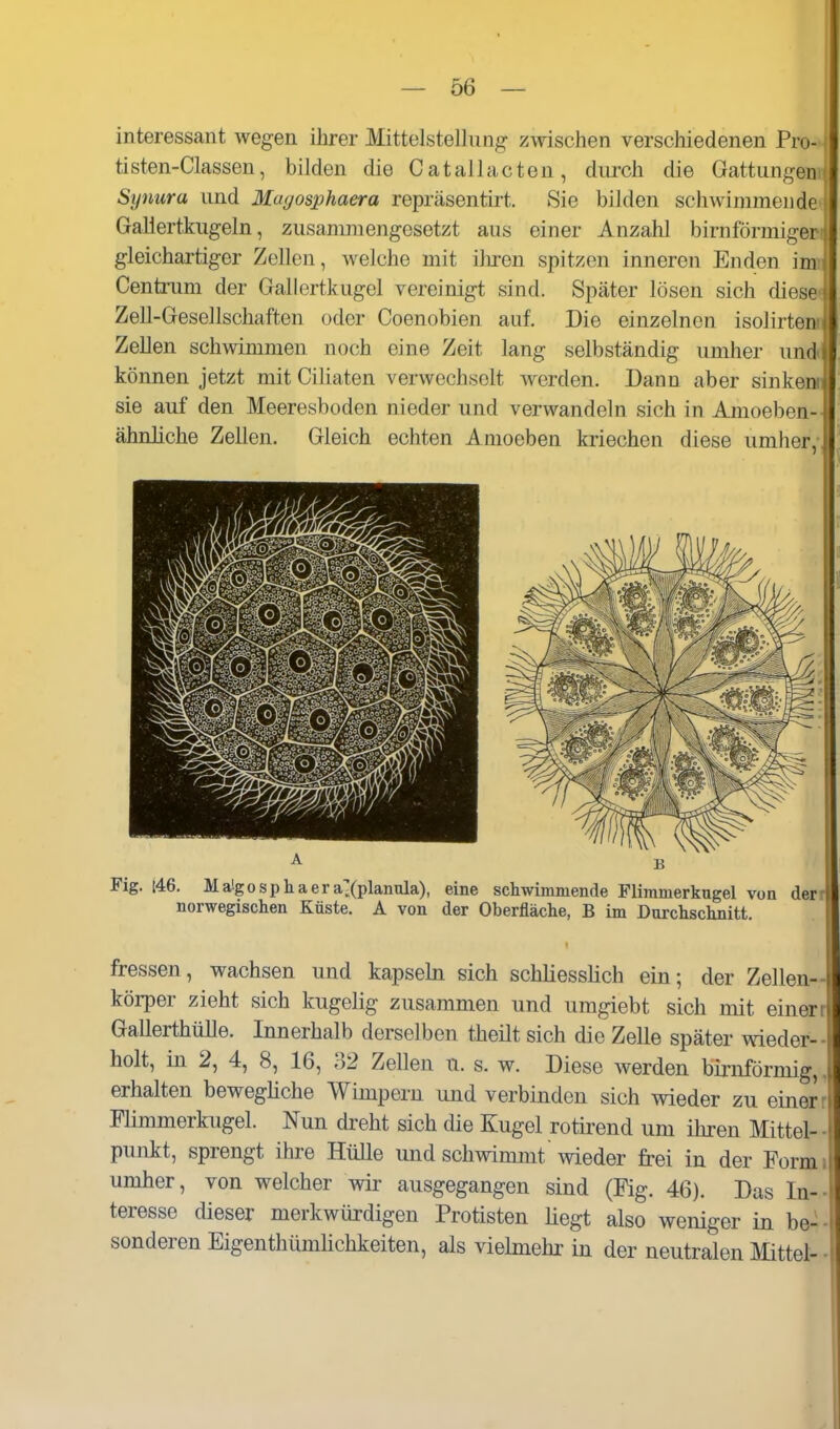 interessant wegen ihrer Mittelstellung zwischen verschiedenen Pro- tisten-Classen, bilden die Catallacten, durch die Gattungen Synura und Magosphaera repräsentirt. Sie bilden schwimmende Gallertkugeln, zusammengesetzt aus einer Anzahl birnförmiger gleichartiger Zellen, welche mit iliren spitzen inneren Enden im Centrum der Gallertkugcl vereinigt sind. Später lösen sich diese Zell-Gesellschaften oder Coenobien auf. Die einzelnen isolirten Zellen schwimmen noch eine Zeit lang selbständig umher und können jetzt mit Ciliaten verwechselt werden. Dann aber sinken sie auf den Meeresboden nieder und verwandeln sich in Amoeben- ähnliche Zellen. Gleich echten Anioeben kriechen diese umher, Fig. 146. Maigosphaera^Xplaniila). «ine schwimmende Fliramerkugel von der norwegischen Küste, A von der Oberfläche, B im Durchschnitt. I fressen, wachsen und kapsehi sich schliesslich ein; der Zellen- körper zieht sich kugelig zusammen und umgiebt sich mit einer: Gallerthülle. Innerhalb derselben theilt sich die Zelle später wieder- holt, in 2, 4, 8, 16, o2 Zellen u. s. w. Diese werden birnförmig, erhalten bewegliche Wimpern und verbinden sich wieder zu einer Plimmerkugel. Nun dreht sich die Kugel rotirend um ihren Mittel- punkt, sprengt ihre HüUe und schwimmt wieder frei in der Form umher, von welcher wir ausgegangen sind (Fig. 46). Das In- teresse dieser merkwürdigen Protisten liegt also weniger in be- sonderen Eigenthümlichkeiten, als vielmehr in der neutralen Mittel-