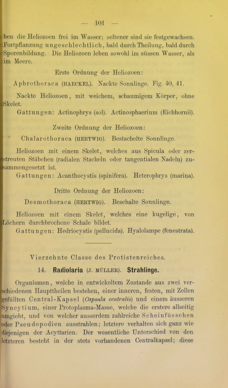 bell die Heliozoen frei im Wasser; seltener sind sie festgewachsen. Fortpflanzung ungeschlechtlich, bald durch Theilung, bald durch Sporenbildung. Die Heüozoen leben sowohl im süssen Wasser, als im Meere. Erste Ordnung der Heliozoen: Aphrothoraca (haeckel). Nackte Sonnlinge. Fig. 40, 41. Nackte Heliozoen, mit weichem, schaumigem Körper, ohne Skelet. Gattungen: Actinophiys (sol). Actinosphaerium (Eichhornii). Zweite Ordnung der Heliozoen: Chalarothoraca (HERTWIG). Bestachelte Sonnlinge. Heliozoen mit einem Skelet, welches aus Spicula oder zer- streuten Stäbchen (radialen Stacheln oder tangentialen Nadeln) zu- sammengesetzt ist. Gattungen: Acanthocystis (spinifera). Heterophrys (niarina). Dritte Ordnung der Heliozoen: Desmothoraca (hertwig). Beschalte Sonnlinge. Heliozoen mit einem Skelet, welches eine kugelige, von Löchern durchbrochene Schale bildet. Gattungen: Hedriocystis (pellucida). Hyalolampe (fenestrata). Vierzehnte Classe des Protistenreiches. 14. Radiolaria (j. müller). Strahlinge. Organismen, welche in entwickeltem Zustande aus zwei ver- schiedenen Haupttheilen bestehen, einer inneren, festen, mit Zellen gefüllten Central-Kapsel {Capsula centralis) und einem äusseren Syncytium, einer Protoplasma-Masse, welche die erstere allseitig umgiebt, und von welcher ausserdem zahlreiche Scheinfüssehen oder Pseudopodien ausstrahlen; letztere verhalten sich ganz wie diejenigen der Acyttarien. Der wesentliche Unterschied von den letzteren besteht in der stets vorhandenen Centraikapsel; diese