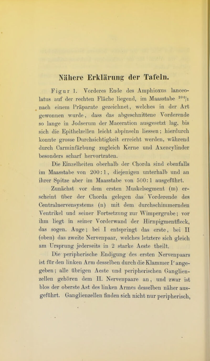 Nähere Erklärung der Tafeln. Figur 1. Vorderes Ende des Amphioxus lanceo- latus auf der rechten Fläche liegend, im Maasstabe nach einem Präparate gezeichnet, welches in der Art gewonnen wurde, dass das abgeschnittene Vorderende so lange in Jodsernm der Maceration ausgesetzt lag, bis sich die Epithelzellen leicht abpinseln Hessen; hierdurch konnte grosse Durchsichtigkeit erreicht werden, während durch Carminfärbuug zugleich Kerne und Axencylinder besonders scharf hervortraten. Die Einzelheiten oberhalb der Chorda sind ebenfalls im Maasstabe von 200:1, diejenigen unterhalb und an ihrer Spitze aber im Maasstabe von 500:1 ausgeführt. Zunächst vor dem ersten Muskelsegraent (m) er- scheint über der Chorda gelegen das Vorderende des Ceutralnervensystems (n) mit dem durchschimmernden Ventrikel und seiner Fortsetzung zur Wimpergrube; vor ihm liegt in seiner Vorderwand der Hirnpigmentfleck, das sogen. Auge; bei I entspringt das erste, bei II (oben) das zweite Nervenpaar, welches letztere sich gleich am Ursprung jederseits in 2 starke Aeste theilt. Die peripherische Endigung des ersten Nervenpaars ist für den linken Arm desselben durch die Klammer I' ange- geben ; alle übrigen Aeste und peripherischen Ganglien- zellen gehören dem II. Nervenpaare an, und zwar ist blos der oberste Ast des linken Armes desselben näher aus- geführt. Ganglienzellen finden sich nicht nur peripherisch,