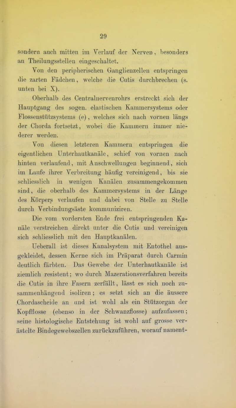 sondern auch mitten im Verlauf der Nerven , besonders an Theilungsstellen eingeschaltet. Von den peripherischen Ganglienzellen entspringen die zarten Fädchen, welche die Cutis durchbrechen (s. unten bei X). Oberhalb des Centralnervenrohrs erstreckt sich der Hauptgang des sogen, elastischen Kammersystems oder Flossenstützsystems (e), welches sich nach vornen längs der Chorda fortsetzt, wobei die Kammern immer nie- derer werden. Von diesen letzteren Kammern entspringen die eigentlichen Unterhautkanäle, schief von vornen nach hinten verlaufend, mit Anschwellungen beginnend, sich im Laufe ihrer Verbreitung häufig vereinigend, bis sie schliesslich in wenigen Kanälen zusammengekommen sind, die oberhalb des Kammersystems in der Länge des Körpers verlaufen und dabei von Stelle zu Stelle durch Verbindungsäste kommuniziren. Die vom vordersten Ende frei entspringenden Ka- näle verstreichen direkt unter die Cutis und vereinigen sich schliesslich mit den Hauptkanälen. Ueberau ist dieses Kanalsystem mit Entothel aus- gekleidet, dessen Kerne sich im Präparat durch Carmin deutlich färbten. Das Gewebe der Unterhautkauäle ist ziemlich resistent; wodurch Mazerationsverfahren bereits die Cutis in ihre Fasern zerfallt, lässt es sich noch zu- sammenhängend isoliren; es setzt sich an die äussere Chordascheide an und ist wohl als ein Stützorgan der Kopfliosse (ebenso in der Schwanzflosse) aufzufassen; seine histologische Entstehung ist wohl auf grosse ver- ästelte Bindegewebszellen zurückzuführen, worauf uament- t