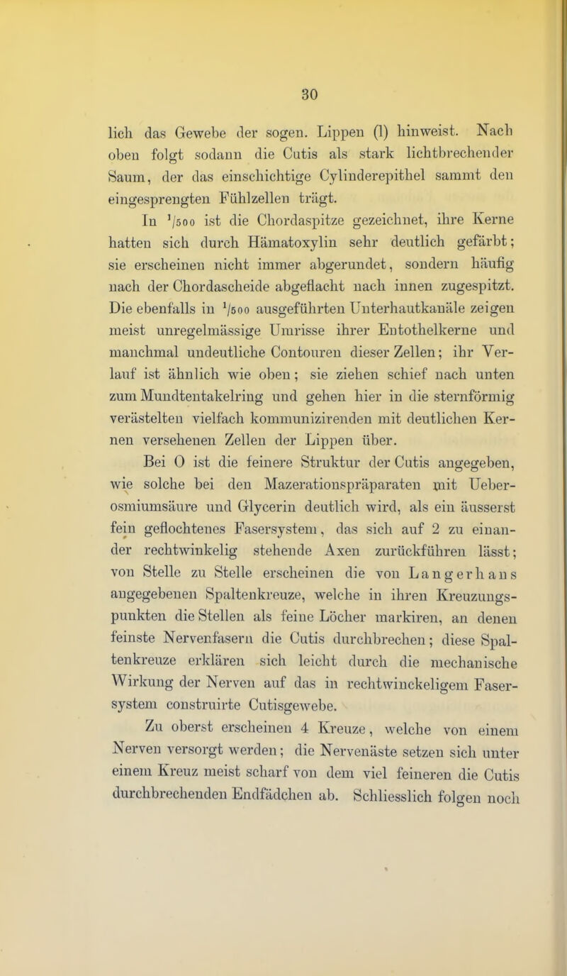 lieh das Gewebe der sogen. Lippen (1) hinweist. Nach oben folgt .sodann die Cutis als stark lichtbrechender Saum, der das einschichtige Cylinderepithel sammt den eingesprengten Fühlzellen trägt. In '/öoo ist die Chordaspitze gezeichnet, ihre Kerne hatten sich durch Hämatoxylin sehr deutlich gefärbt; sie erscheinen nicht immer abgerundet, sondern häufig nach der Chordascheide abgeflacht nach innen zugespitzt. Die ebenfalls in ^jtoo ausgeführten Unterhautkanäle zeigen meist unregelmässige Umrisse ihrer Entothelkerne und manchmal undeutliche Contouren dieser Zellen; ihr Ver- lauf ist ähnlich wie oben; sie ziehen schief nach unten zum Muudtentakelriug und gehen hier in die sternförmig verästelten vielfach kommunizirenden mit deutlichen Ker- nen versehenen Zellen der Lippen über. Bei 0 ist die feinere Struktur der Cutis auffegeben, wie solche bei den Mazerationspräparateu mit Ueber- osmiumsäure und Glycerin deutlich wird, als ein äusserst fein geflochtenes Fasersystem, das sich auf 2 zu einan- der rechtwinkelig stehende Axen zurückführen lässt; von Stelle zu Stelle erscheinen die von Langer haus angegebenen Spaltenkreuze, welche in ihren Kreuzungs- punkten die Stellen als feine Löcher markiren, an denen feinste Nervenfasern die Cutis durchbrechen; diese Spal- tenkreuze erklären sich leicht durch die mechanische Wirkung der Nerven auf das in rechtwinckeligem Faser- system coustruirte Cutisgewebe. Zu oberst erscheinen 4 Kreuze, welche von einem Nerven versorgt werden; die Nervenäste setzen sich unter einem Kreuz meist scharf von dem viel feineren die Cutis durchbrechenden Endfädchen ab. Schliesslich folgen noch