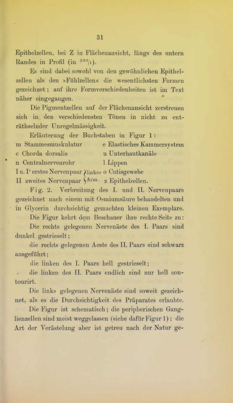 Epithelzellen, bei Z in Flächenausicht, längs des untern Randes in Profil (in ^^'V')- Es sind dabei sowohl von den gewöhnlichen Epithel- zellen als den »Fühlzellen« die wesentlichsten Formen gezeichnet; auf ihre Form Verschiedenheiten ist im Text näher eingegangen. Die Pigmentzellen auf der Flächenansicht zerstreuen sich in den verschiedensten Tönen in nicht zu ent- räthselnder Unregelmässigkeit. Erläuterunc? der Buchstaben in Figur 1 : m Stammesmuskulatur e Elastisches Kammersystem c Chorda dorsalis u Uuterhautkanäle n Centralnerveurohr 1 Lippen In. I' erstes Nervenpaar flinker o Cutisgewebe II zweites Nervenpaar ^Ariu. ^ Epithelzellen. Fig. 2. Verbreitung des I. und II. Nervenpaars gezeichnet nach einem mit O.smiumsäure behandelten und • in Glycerin durchsichtig gemachten kleinen Exemplare, Die Figur kehrt dem Beschauer ihre rechte Seite zu: Die rechts gelegenen Nervenäste des I. Paars sind dunkel gestrieselt; die rechts gelegenen Aeste des II. Paars sind schwarz ausgeführt; die linken des I. Paars hell gestrieselt; die linken des IL Paars endlich sind nur hell con- tourirt. Die links gelegenen Nervenäste sind soweit gezeich- net, als es die Durchsichtigkeit des Präparates erlaubte. Die Figur ist schematisch; die peripherischen Gang- lienzellen sind meist weggelassen (siehe dafür Figur 1); die Art der Verästelung aber ist getreu nach der Natur ge-