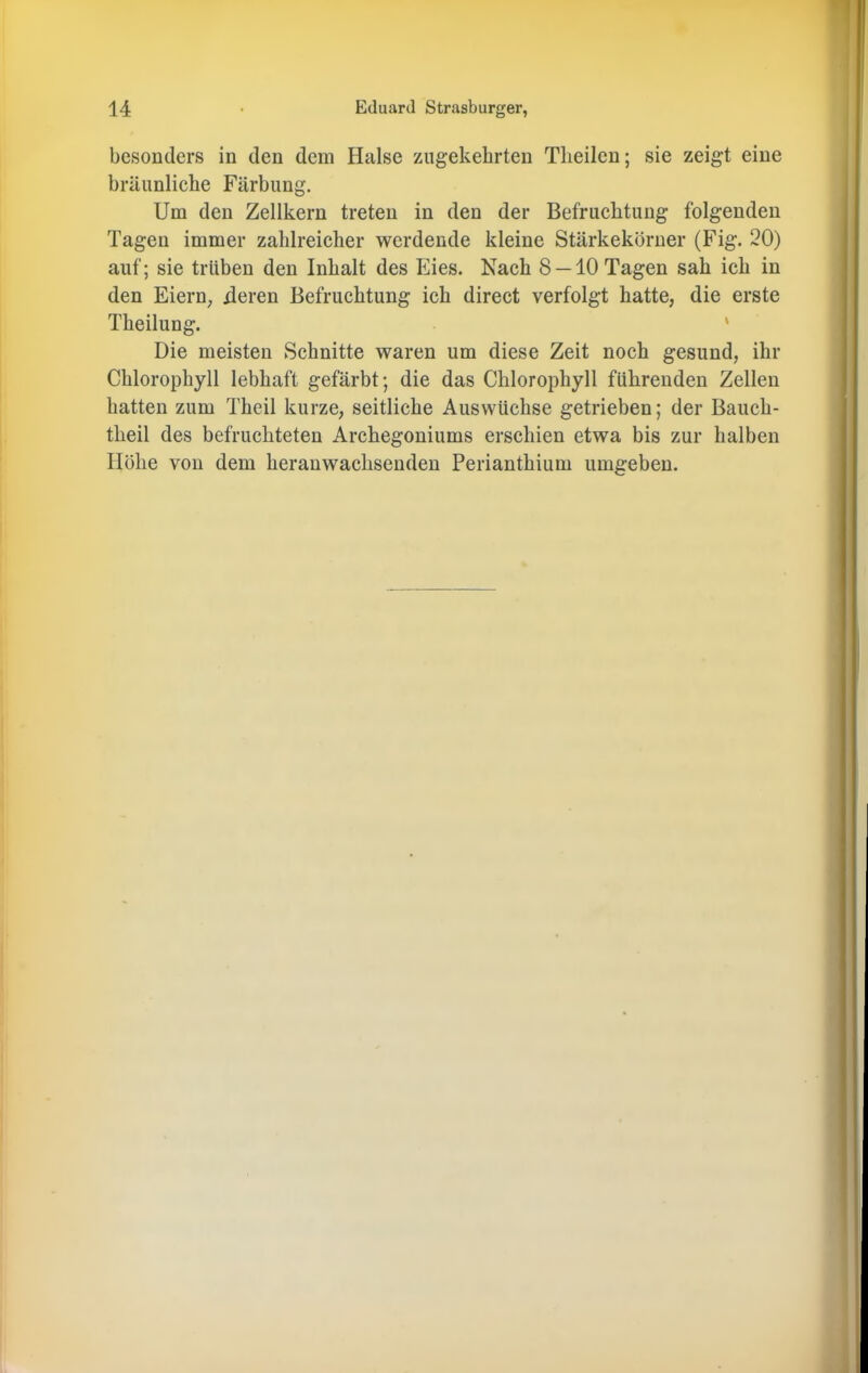 besonders in den dem Halse zugekehrten Tlieilen; sie zeigt eine bräunlicbe Färbung. Um den Zellkern treten in den der Befruchtung folgenden Tagen immer zahlreicher werdende kleine Stärkekörner (Fig. 20) auf; sie trüben den Inhalt des Eies. Nach 8 — 10 Tagen sah ich in den Eiern^ iieren Befruchtung ich direct verfolgt hatte, die erste Theilung. ' Die meisten Schnitte waren um diese Zeit noch gesund, ihr Chlorophyll lebhaft gefärbt; die das Chlorophyll führenden Zellen hatten zum Theil kurze, seitliche Auswüchse getrieben; der Bauch- theil des befruchteten Archegoniums erschien etwa bis zur halben Höhe von dem heranwachsenden Perianthium umgeben.