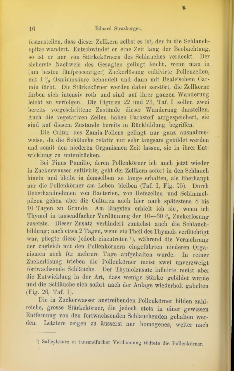 festzustclleD, dass dieser Zellkern selbst es ist, der in die Sclilaucb- spitze wandert. Entschwindet er eine Zeit laug der Beobachtung, so ist er nur von Stärkekörnern des Schlauches verdeckt. Der sicherste Nachweis des Gesagten gelingt leicht, wenn man in (am besten fünfprocentiger) Zuckerlösuug cultivirte Polleuzellen, mit 1 ®/o Osmiuinsäure behandelt und dann mit Beale’schem Car- min tiirbt. Die Stärkekörner werden dabei zerstört, die Zellkerne färben sieh intensiv roth und sind auf ihrer ganzen Wanderung leicht zu verfolgen. Die Figuren 22 und 23, Tat“. I sollen zw^ei bereits vorgeschrittene Zustände dieser Wanderung darstellen. Auch die vegetativen Zellen haben Farbstoff aufgespeichert, sie sind auf diesem Zustande bereits in Rückbildung begriffen. Die Cultur des Zamia-Pollens gelingt nur ganz ausnahms- weise, da die Schläuche relativ nur sehr langsam gebildet werden und somit den niederen Organismen Zeit lassen, sie in ihrer Ent- wicklung zu unterdrücken. Bei Pinus Pumilio, deren Pollenkörner ich auch jetzt wieder in Zuckerwasser cultivirte, geht der Zellkern sofort in den Schlauch hinein und bleibt in demselben so lange erhalten, als überhaupt nur die Pollenkörner am Leben bleiben (Taf. I, Fig. 25). Durch Ueberhandnehmen von Bacterien, von Hefezellen und Schimmel- pilzen gehen aber die Culturen auch hier nach spätestens 8 bis 10 Tagen zu Grunde. Am längsten erhielt ich sie, wenn ich Thymol in tausendfacher Verdünnung der 10—30 ^/o Zuckerlösung zusetzte. Dieser Zusatz verhindert zunächst auch die Schlauch- bildung; nach etwa 2 Tagen, wenn einTheil des Thymols verflüchtigt war, pflegte diese jedoch einzutreten ^), während die Vermehrung der zugleich mit den Pollenkörnern eingeführten niederen Orga- nismen noch für mehrere Tage aufgehalten wurde. In reiner Zuckerlösung trieben die Pollenkörner meist zwei unverzweigt fortwachsende Schläuche. Der Thymolzusatz influirte meist aber die Entwicklung in der Art, dass wenige Stärke gebildet wurde und die Schläuche sich sofort nach der Anlage wiederholt gabelten (Fig. 26, Taf. I). Die in Zuckerwasser austreibenden Pollenkörner bilden zahl- reiche, grosse Stärkekörner, die jedoch stets in einer gewissen Entfernung von den fortwachsenden Schlauchenden gehalten wer- den. Letztere zeigen zu äusserst nur homogenes, weiter nach 0 Salicylsänre in tausendfacher Verdünnung tüdtete die Pollenkörner.