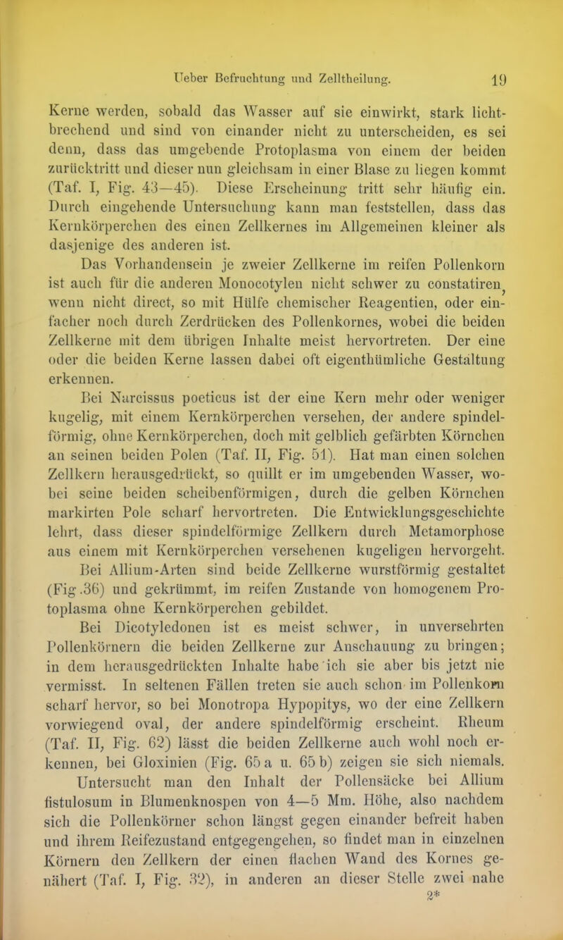o o Kerne werden, sobald das Wasser auf sie ein wirkt, stark liclit- brecliend und sind von einander nicht zu unterscheiden, es sei denn, dass das umgebende Protoplasma von einem der beiden zurücktritt und dieser nun gleichsam in einer Blase zu liegen kommt (Taf. I, Fig. 43—45). Diese Erscheinung tritt sehr häufig ein. Durch eingehende Untersuchung kann man feststellen, dass das Kernkörperehen des einen Zellkernes im Allgemeinen kleiner als dasjenige des anderen ist. Das Vorhandensein je zweier Zellkerne im reifen Pollenkorn ist auch für die anderen Monocotylen nicht schwer zu constatiren^ wenn nicht direct, so mit Hülfe chemischer Reagentien, oder ein- facher noch durch Zerdrücken des Pollenkornes, wobei die beiden Zellkerne mit dem übrigen rnhalte meist hervortreten. Der eine oder die beiden Kerne lassen dabei oft eigenthümliche Gestaltung erkennen. Bei Narcissus poeticus ist der eine Kern mehr oder weniger kugelig, mit einem Kernkörperchen versehen, der andere spindel- förmig, ohne Kernkörperchen, doch mit gelblich gefärbten Körnchen an seinen beiden Polen (Taf. II, Fig. 51). Hat man einen solchen Zellkern herausgedrückt, so quillt er im umgebenden Wasser, wo- bei seine beiden scheibenförmigen, durch die gelben Körnchen markirten Pole scharf hervortreten. Die Entwicklungsgeschichte lehrt, dass dieser spindelförmige Zellkern durch Metamorphose aus einem mit Kernkörperchen versehenen kugeligen hervorgeht. Bei Allium-Arten sind beide Zellkerne wurstförmig gestaltet (Fig .36) und gekrümmt, im reifen Zustande von homogenem Pro- toplasma ohne Kernkörperchen gebildet. Bei Dicotyledonen ist es meist schwer, in unversehrten Pollenkörnern die beiden Zellkerne zur Anschauung zu bringen; in dem herausgedrückten Inhalte habe ich sie aber bis jetzt nie vermisst. In seltenen Fällen treten sie auch schon im Pollenkopn scharf hervor, so bei Monotropa Hypopitys, wo der eine Zellkern vorwiegend oval, der andere spindelförmig erscheint. Rheum (Taf. II, Fig. 62) lässt die beiden Zellkerne auch wohl noch er- kennen, bei Gloxinien (Fig. 65 a u. 65 b) zeigen sie sich niemals. Untersucht man den Inhalt der Pollensäcke bei Allium fistulosum in Blumenknospen von 4—5 Mm. Höhe, also nachdem sich die Pollenköruer schon längst gegen einander befreit haben und ihrem Reifezustand entgegengehen, so findet man in einzelnen Körnern den Zellkern der einen flachen Wand des Kornes ge- nähert (Taf. I, Fig. 32), in anderen an dieser Stelle zwei nahe 2*