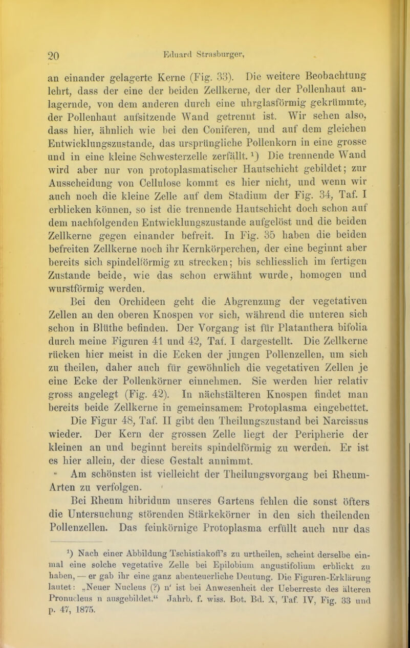 an einander gelagerte Kerne (Fig. 33). Die weitere Beobachtung lehrt, dass der eine der beiden Zellkerne, der der Pollenhaut an- lagernde, von dem anderen durch eine ulirglasförmig gekrümmte, der Pollenliaut aufsitzende Wand getrennt ist. Wir sehen also, dass hier, ähnlich wie hei den Coniferen, und aut dem gleichen Entwicklungszustande, das ursprüngliche Pollenkorn in eine grosse und in eine kleine Schwesterzelle zerfällt. Die trennende Wand wird aber nur von protoplasmatisclier Hautschicht gebildet; zur Ausscheidung von Cellulose kommt es hier nicht, und wenn wir auch noch die kleine Zelle auf dem Stadium der Fig. 34, Taf. I erblicken können, so ist die trennende Hautschicht doch schon auf dem nachfolgenden Entwickluugszustande aufgelöst und die beiden Zellkerne gegen einander befreit. In Fig. 35 haben die beiden befreiten Zellkerne noch ihr Kernkörperchen, der eine beginnt aber bereits sich spindelförmig zu strecken; bis schliesslich im fertigen Zustande beide, wie das schon erwähnt wurde, homogen und wurstförmig werden. Bei den Orchideen geht die Abgrenzung der vegetativen Zellen an den oberen Knospen vor sich, während die unteren sich schon in Blüthe befinden. Der Vorgang ist für Platanthera bifolia durch meine Figuren 41 und 42, Taf. I dargestellt. Die Zellkerne rücken hier meist in die Ecken der jungen Pollenzellen, um sich zu theilen, daher auch für gewöhnlich die vegetativen Zellen je eine Ecke der Pollenkörner einnehmen. Sie werden hier relativ gross angelegt (Fig. 42). In nächstälteren Knospen findet man bereits beide Zellkerne in gemeinsamem Protoplasma eingebettet. Die Figur 48, Taf. II gibt den Theilungszustand bei Narcissus wieder. Der Kern der grossen Zelle liegt der Peripherie der kleinen an und beginnt bereits spindelförmig zu werden. Er ist es hier allein, der diese Gestalt anniramt. ** Am schönsten ist vielleicht der Theilungsvorgang bei Rheum- Arten zu verfolgen. Bei Rheum hibridum unseres Gartens fehlen die sonst öfters die Untersuchung störenden Stärkekörner in den sich theilendeu Pollenzellen. Das feinkörnige Protoplasma erfüllt auch nur das D Nach einer Abbildung TschistiakolFs zu urtheilen, scheint derselbe ein- mal eine solche vegetative Zelle bei Epilobium angustifolium erblickt zu haben, — er gab ihr eine ganz abenteuerliche Deutung. Die Figuren-Erklärung lautet: „Neuer Nucleus (?) n' ist bei Anwesenheit der Ueberreste des alteren Pronucleus n ausgebildet.“ Jahrb. f. wiss. Hot. Bd. X, Taf. IV, Fig. 33 und p. 47, 1875.
