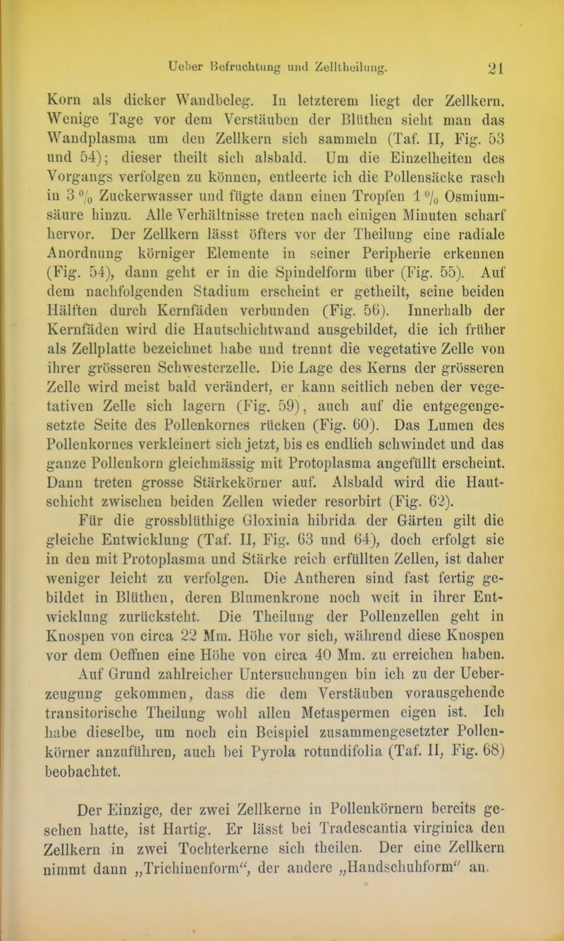 Kom als dicker Wandbeleg. In letzterem liegt der Zellkern. Wenige Tage vor dem Verstäuben der Blütlien siebt man das Wandplasma um den Zellkern sich sammeln (Taf. Fig. 53 und 54); dieser tlieilt sich alsbald. Um die Einzelheiten des Vorgangs verfolgen zu können, entleerte ich die Pollensäcke rasch in 3 % Zuckerwasser und fügte dann einen Tropfen 1 % Osmium- säure hinzu. Alle Verhältnisse treten nach einigen Minuten scharf hervor. Der Zellkern lässt öfters vor der Theilung eine radiale Anordnung körniger Elemente in seiner Peripherie erkennen (Fig. 54), dann geht er in die Spiudelform über (Fig. 55). Auf dem nachfolgenden Stadium erscheint er getheilt, seine beiden Hälften durch Kernfäden verbunden (Fig. 56). Innerhalb der Kernfäden wird die Hautschichtwand ausgebildet, die ich früher als Zellplatte bezeichnet habe und trennt die vegetative Zelle von ihrer grösseren Schwesterzelle. Die Lage des Kerns der grösseren Zelle wird meist bald verändert, er kann seitlich neben der vege- tativen Zelle sich lagern (Fig. 59), auch auf die entgegenge- setzte Seite des Pollenkornes rücken (Fig. 60). Das Lumen des Pollenkornes verkleinert sich jetzt, bis es endlieh schwindet und das ganze Pollenkorn gleichmässig mit Protoplasma angefüllt erscheint. Dann treten grosse Stärkekörner auf. Alsbald wird die Haut- sehicht zwischen beiden Zellen wieder resorbirt (Fig. 62). Für die grossblüthige Gloxinia hibrida der Gärten gilt die gleiche Entwicklung (Taf. II, Fig. 63 und 64), doch erfolgt sie in den mit Protoplasma und Stärke reich erfüllten Zellen, ist daher weniger leicht zu verfolgen. Die Aiitheren sind fast fertig ge- bildet in Blüthen, deren Blumenkrone noch weit in ihrer Ent- wicklung zurücksteht. Die Theilung der Pollenzellen geht in Knospen von circa 22 Mm. Höhe vor sich, während diese Knospen vor dem Oeffnen eine Höhe von circa 40 Mra. zu erreichen haben. Auf Grund zahlreicher Untersuchungen bin ich zu der Ueber- zeugung gekommen, dass die dem Verstäuben vorausgehende transitorische Theilung wohl allen Metaspermen eigen ist. Ich habe dieselbe, um noch ein Beispiel zusammengesetzter Pollen- körner anzuführen, auch bei Pyrola rotundifolia (Taf. II, Fig. 68) beobachtet. Der Einzige, der zwei Zellkerne in Pollenkörnern bereits ge- sehen hatte, ist Hartig. Er lässt bei Tradescantia virginica den Zellkern in zwei Tochterkerne sich theilen. Der eine Zellkern nimmt dann „Trichinenform“, der andere „Handschuhform“ an.