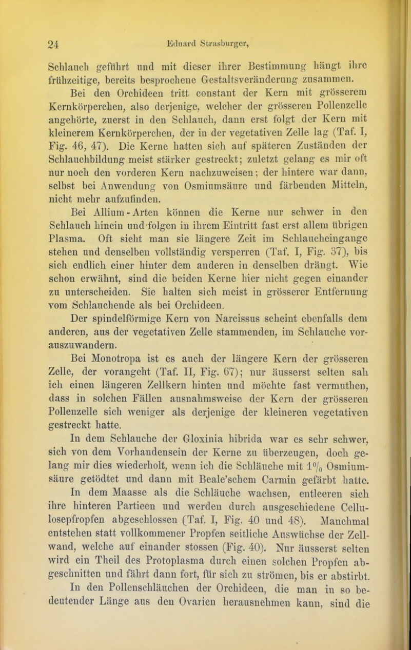 Schlancli gefülirt mid mit dieser ihrer Bestimmung liängt ilirc frühzeitige; bereits besprochene Gestaltsveränderung zusammen. Bei den Orchideen tritt constant der Kern mit grösserem Kernkörperchen, also derjenige, welcher der grösseren Pollenzelle angehörte, zuerst in den Schlauch, dann erst folgt der Kern mit kleinerem Kernkörpercheu, der in der vegetativen Zelle lag (Taf. I, Fig. 46, 47). Die Kerne hatten sich auf späteren Zuständen der Schlauchbildung meist stärker gestreckt; zuletzt gelang es mir oft nur noch den vorderen Kern nachzuweisen; der hintere war dann, selbst bei Anwendung von Osmiumsäure und färbenden Mitteln, nicht mehr aufzutinden. Bei Allium - Arten können die Kerne nur schwer in den Schlauch hinein und-folgen in ihrem Eintritt fast erst allem übrigen Plasma. Oft sieht man sie längere Zeit im Schlaucheingange stehen und denselben vollständig versperren (Taf. I, Fig. 37), bis sich endlich einer hinter dem anderen in denselben drängt. Wie schon erwähnt, sind die beiden Kerne hier nicht gegen einander zu unterscheiden. Sie halten sich meist in grösserer Entfernung vom Schlauchende als bei Orchideen. Der spindelförmige Kern von Nareissus scheint ebenfalls dem anderen, aus der vegetativen Zelle stammenden, im Schlauche vor- auszuwandern. Bei Monotropa ist es auch der längere Kern der grösseren Zelle, der vorangeht (Taf. II, Fig. 67); nur äusserst selten sah ich einen längeren Zellkern hinten und möchte fast vermuthen, dass in solchen Fällen ausnahmsweise der Kern der grösseren Pollenzelle sich weniger als derjenige der kleineren vegetativen gestreckt hatte. In dem Schlauche der Gloxinia hibrida war es sehr schwer, sich von dem Vorhandensein der Kerne zu überzeugen, doeh ge- lang mir dies wiederholt, wenn ich die Schläuche mit Osmium- säure getödtet und dann mit Beale’schem Carmin gefärbt hatte. In dem Maasse als die Schläuche wachsen, entleeren sieh ihre hinteren Partieen und werden durch ausgeschiedene Cellu- losepfropfen abgeschlossen (Taf. I, Fig. 40 und 48). Manchmal entstehen statt vollkommener Propfen seitliche Auswüchse der Zell- wand, welche auf einander stossen (Fig. 40). Nur äusserst selten wird ein Theil des Protoplasma durch einen solchen Propfen ab- geschnitten und fährt dann fort, für sich zu strömen, bis er abstirbt. In den Pollenschläuchen der Orehideen, die man in so be- deutender Länge aus den Ovarien herausnehmen kann, sind die