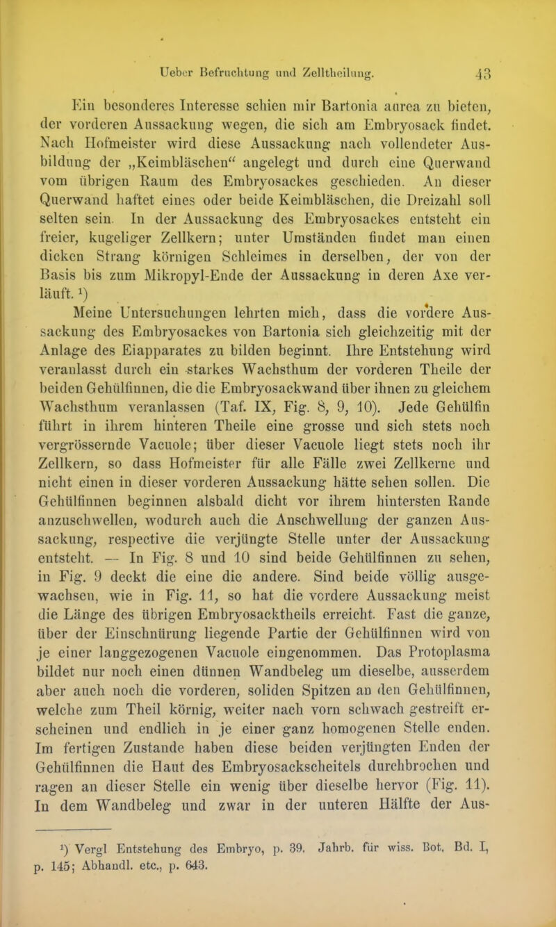 Ein besonderes Interesse seinen mir Bartonica anrea zu bieten, der vorderen Aussackung wegen, die sich am Embryosack findet. Nach Hofmeister wird diese Aussackung nach vollendeter Aus- bildung der „Keimbläschen^^ angelegt und durch eine Querwand vom übrigen Kaum des Embryosackes geschieden. An dieser Querwand haftet eines oder beide Keimbläschen, die Dreizahl soll selten sein. In der x\ussackung des Embryosackes entsteht ein freier, kugeliger Zellkern; unter Umständen findet man einen dicken Strang körnigen Schleimes in derselben, der von der Basis bis zum Mikropyl-Ende der Aussackung in deren Axe ver- läuft. Q Meine Untersuchungen lehrten mich, dass die vor*dere Aus- sackung des Embryosackes von Bartonia sich gleichzeitig mit der Anlage des Eiapparates zu bilden beginnt. Ihre Entstehung wird veranlasst durch ein starkes Wachsthum der vorderen Theile der beiden Gehttlfinnen, die die Embryosackwand über ihnen zu gleichem Wachsthum veranlassen (Taf. IX, Fig. 8, 9, 10). Jede Gehülfin führt in ihrem hinteren Theile eine grosse und sich stets noch vergrössernde Vacuole; Uber dieser Vacuole liegt stets noch ihr Zellkern, so dass Hofmeister für alle Fälle zwei Zellkerne und nicht einen in dieser vorderen Aussackung hätte sehen sollen. Die Gehülfinnen beginnen alsbald dicht vor ihrem hintersten Rande anzuschwellen, wodurch auch die Anschwellung der ganzen Aus- sackung, respective die verjüngte Stelle unter der Aussackung entsteht. — In Fig. 8 und 10 sind beide Gehülfinnen zu sehen, in Fig. 9 deckt die eine die andere. Sind beide völlig ausge- wachsen, wie in Fig. 11, so hat die vordere Aussackung meist die Länge des übrigen Embryosacktheils erreicht. Fast die ganze, über der Einschnürung liegende Partie der Gehülfinnen wird von je einer langgezogenen Vacuole eingenommen. Das Protoplasma bildet nur noch einen dünnen Wandbeleg um dieselbe, ausserdem aber auch noch die vorderen, soliden Spitzen an den Gehülfinnen, welche zum Theil körnig, w’citer nach vorn schwach gestreift er- scheinen und endlich in je einer ganz homogenen Stelle enden. Im fertigen Zustande haben diese beiden verjüngten Enden der Gehülfinnen die Haut des Embryosackscheitels durchbrochen und ragen an dieser Stelle ein wenig über dieselbe hervor (Fig. 11). In dem Wandbeleg und zwar in der unteren Hälfte der Aus- 0 Vergl Entstehung des Embryo, p. 39. Jahrb. für wiss. Bot, Bd. I, p. 145; Abhandl. etc., p. 643.