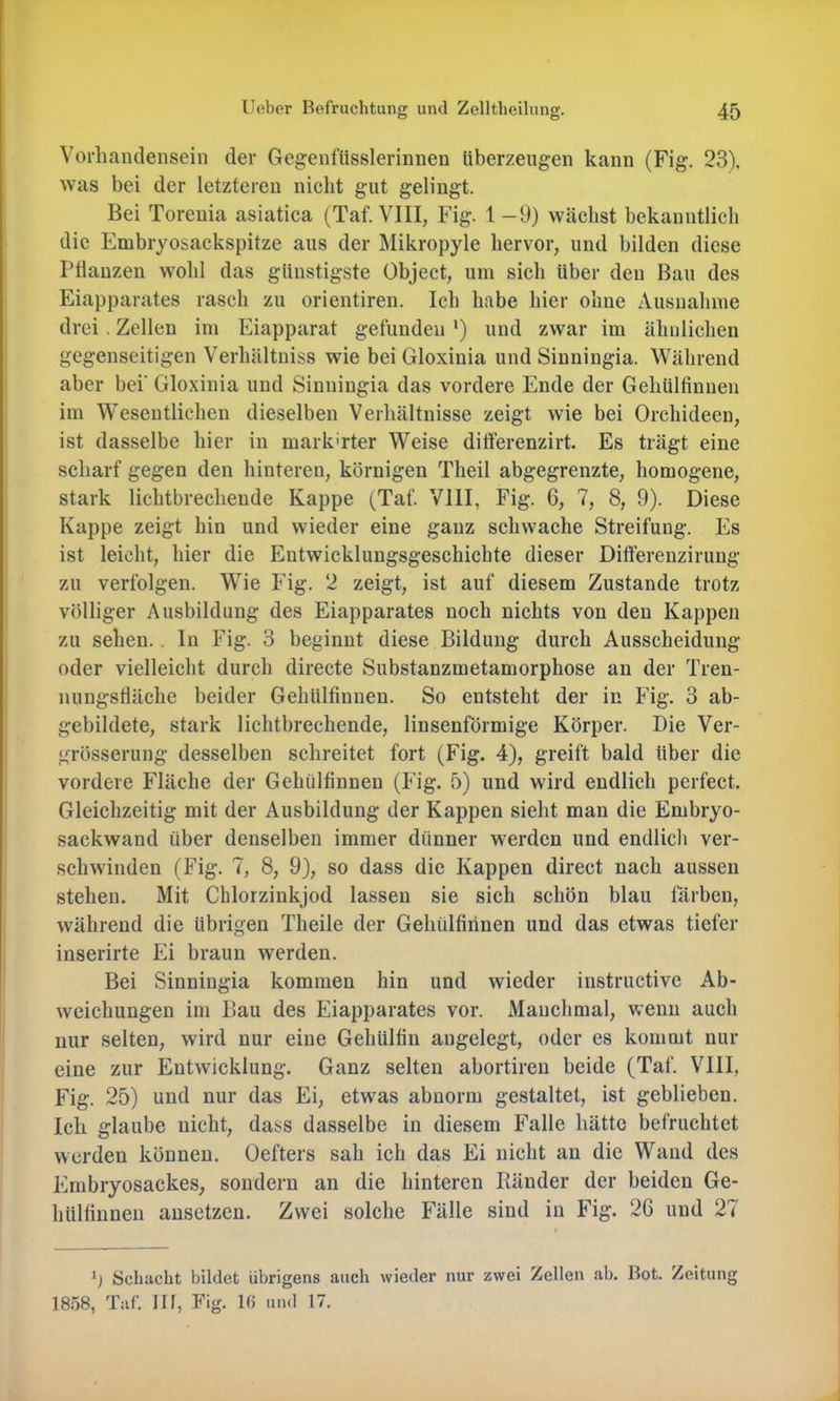 o o Vorhandensein der Gegenftisslerinnen überzeugen kann (Fig. 23), was bei der letzteren nicht gut gelingt. Bei Toreuia asiatica (Taf. VIII, Fig. 1-9) wächst bekanntlich die Embryosackspitze aus der Mikropyle hervor, und bilden diese Ptlanzen wohl das günstigste Object, um sich über den Bau des Eiapparates rasch zu orientiren. Ich habe hier ohne Ausnahme drei. Zellen im Eiapparat gefunden ’) und zwar im ähnlichen gegenseitigen Verhältuiss wie bei Gloxinia und Siuningia. Während aber bei’ Gloxinia und Sinniugia das vordere Ende der Gehülfinnen im Wesentlichen dieselben Verhältnisse zeigt wie bei Orchideen, ist dasselbe hier in mark'rter Weise differenzirt. Es trägt eine scharf gegen den hinteren, körnigen Theil abgegrenzte, homogene, stark lichtbrecheude Kappe (Taf. VIII, Fig. 6, 7, 8, 9). Diese Kappe zeigt hin und wieder eine ganz schwache Streifung. Es ist leicht, hier die Entwicklungsgeschichte dieser Differenzirung zu verfolgen. Wie Fig. 2 zeigt, ist auf diesem Zustande trotz völliger Ausbildung des Eiapparates noch nichts von den Kappen zu sehen., ln Fig. 3 beginnt diese Bildung durch Ausscheidung oder vielleicht durch directe Substanzmetamorphose an der Tren- nungstläche beider Gehülfinnen. So entsteht der in Fig. 3 ab- gebildete, stark lichtbrechende, linsenförmige Körper. Die Ver- grösserung desselben schreitet fort (Fig. 4), greift bald über die vordere Fläche der Gehülfinnen (Fig. 5) und wird endlich perfect. Gleichzeitig mit der Ausbildung der Kappen sieht man die Embryo- sackwand über denselben immer dünner werden und endlich ver- schwinden (Fig. 7, 8, 9), so dass die Kappen direct nach aussen stehen. Mit Chlorzinkjod lassen sie sich schön blau färben, während die übrigen Theile der Gehülfinnen und das etwas tiefer inserirte Ei braun werden. Bei Sinningia kommen hin und wieder instructive Ab- weichungen ini Bau des Eiapparates vor. Manchmal, wenn auch nur selten, wird nur eine Geliülfin angelegt, oder es kommt nur eine zur Entwicklung. Ganz selten abortiren beide (Taf. VIII, Fig. 25) und nur das Ei, etwas abnorm gestaltet, ist geblieben. Ich glaube nicht, dass dasselbe in diesem Falle hätte befruchtet werden können. Oefters sah ich das Ei nicht an die Wand des Embryosackes, sondern an die hinteren Bänder der beiden Ge- hülfinnen ausetzen. Zwei solche Fälle sind in Fig. 26 und 27 Schacht bildet übrigens auch wieder nur zwei Zellen ab. Bot. Zeitung