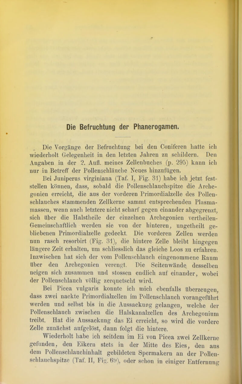Die Befruchtung der Phanerogamen. Die Vorgänge der Befruchtung bei den Coniferen hatte ich wiederholt Gelegenheit in den letzten Jahren zu schildern. Den Angaben in der 2. Aufl. meines Zellenbuches (p. 295) kann ich nur in Betreff der Pollenschläuche Neues hinzufügen. Bei Juniperus virginiana (Taf. I, Fig. 31) habe ich jetzt fest- stellen können, dass, sobald die Pollenschlauchspitze die Arche- gonien erreicht, die aus der vorderen Primordialzelle des Pollen- schlauches stammenden Zellkerne sammt entsprechenden Plasma- inassen, wenn auch letztere nicht scharf gegen einander abgegrenzt, sich über die Halstheile der einzelnen Archegonien vertheilen- Gemeinschaftlich werden sie von der hinteren, ungetheilt ge- bliebenen Primordialzelle gedeckt. Die vorderen Zellen werden nun rasch resorbirt (Fig. 31), die hintere Zelle bleibt hingegen längere Zeit erhalten, um schliesslich das gleiche Loos zu erfahren. Inzwischen hat sich der vom Pollenschlauch eingenommene Raum über den Archegonien verengt. Die Seitenwände desselben neigen sich zusammen und stossen endlich auf einander, wobei der Pollenschlauch völlig zerquetscht wird. Bei Picea vulgaris konnte ich mich ebenfalls überzeugen, dass zwei nackte Primordialzellen im Pollenschlauch vorangeführt werden und selbst bis in die Aussackung gelangen, welche der Pollenschlauch zwischen die Halskanalzellen des Archegonium treibt. Hat die Aussackung das Ei erreicht, so wird die vordere Zelle zunächst aufgelöst, daun folgt die hintere. Wiederholt habe ich seitdem im Ei von Picea zwei Zellkerne gefunden, den Eikern stets in der Mitte des Eies, den aus dem Pollenschlauchinhalt gebildeten Spermakeru an der Polleii- schlauchsi)itze (Taf. II, Fig. (h»), oder schon in einiger Entfernung