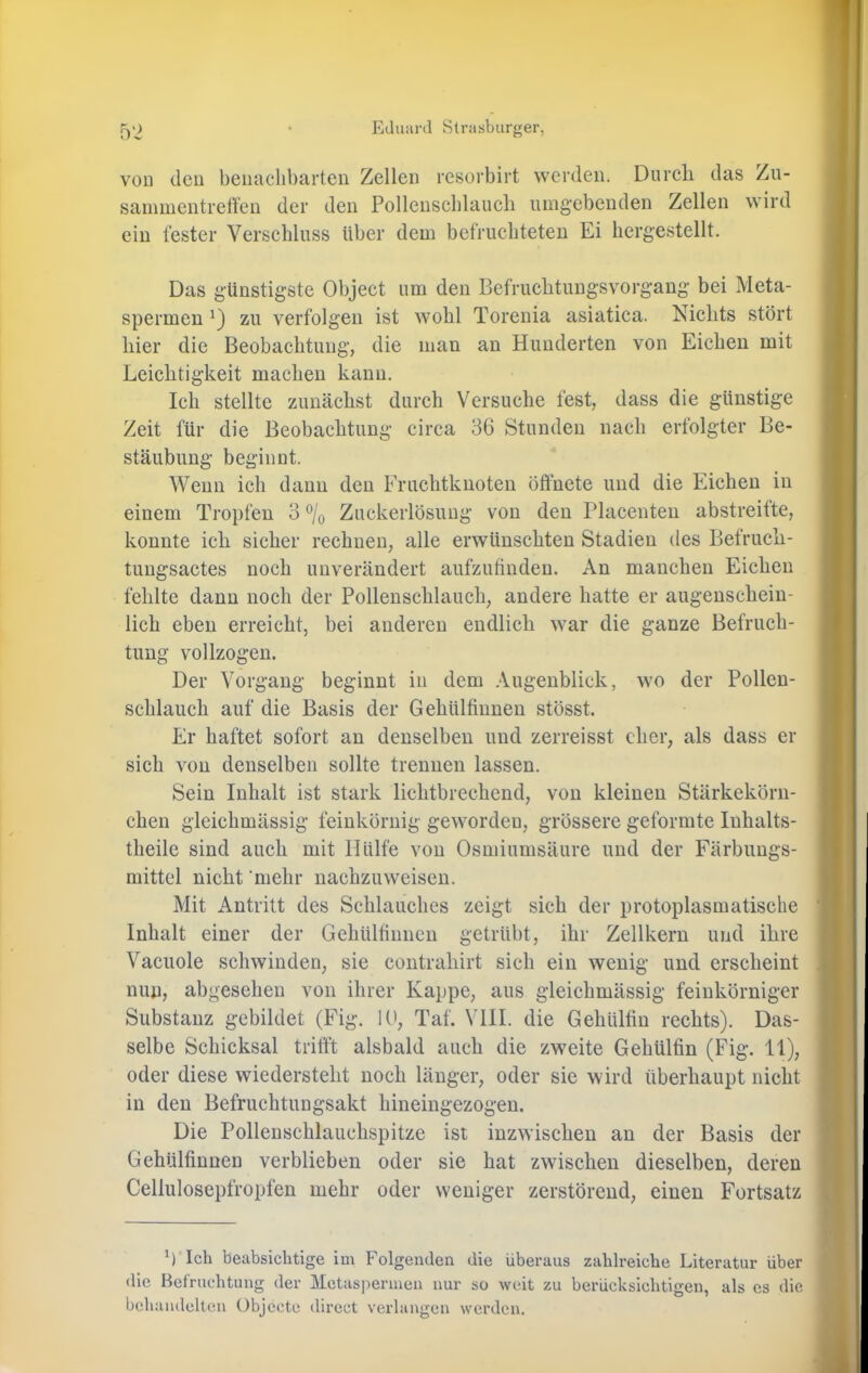 von den beiiaclibarteu Zellen resorbirt werden. Durch das Zu- sainmcntrelt’en der den Pollenscblaucli umgebenden Zellen wird ein fester Verschluss über dem befruchteten Ei hergestellt. Das günstigste Object um den Befruchtungsvorgang bei Meta- spermen zu verfolgen ist wohl Torenia asiatica. Nichts stört hier die Beobachtung, die man an Hunderten von Eichen mit Leichtigkeit machen kann. Ich stellte zunächst durch Versuche fest, dass die günstige Zeit für die Beobachtung circa 36 Stunden nach erfolgter Be- stäubung beginnt. Wenn ich dann den Fruchtknoten öffnete und die Eichen in einem Tropfen 3 ^/o Zuckerlösung von den Placenten abstreifte, konnte ich sicher rechnen, alle erwünschten Stadien des Befruch- tungsactes noch unverändert aufzufinden. An manchen Eichen fehlte dann noch der Pollenschlauch, andere hatte er augenschein- lich eben erreicht, bei anderen endlich war die ganze Befruch- tung vollzogen. Der Vorgang beginnt in dem .\ugenblick, wo der Pollen- sclilauch auf die Basis der Gehülfiunen stösst. Er haftet sofort au denselben und zerreisst eher, als dass er sich von denselben sollte trennen lassen. Sein Inhalt ist stark lichtbrechend, von kleinen Stärkekörn- chen gleichmässig feinkörnig geworden, grössere geformte luhalts- tlieile sind auch mit Hülfe von Osmiumsäure und der Färbungs- mittel nicht 'mehr iiachzuweiseii. Mit Antritt des Schlauches zeigt sich der protoplasmatische Inhalt einer der Gehülfiniieu getrübt, ihr Zellkern und ihre Vacuole schwinden, sie contrahirt sich ein wenig und erscheint nun, abgesehen von ihrer Kappe, aus gleichmässig feinkörniger Substanz gebildet (Fig. K>, Taf. VHI. die Gehülfiu rechts). Das- selbe Schicksal trifft alsbald auch die zweite Gehülfin (Fig. 11), oder diese wiedersteht noch länger, oder sie wird überhaupt nicht in den Befruchtungsakt hiueingezogen. Die Polleuschlauchspitze ist inzwischen an der Basis der Gehülfiunen verblieben oder sie hat zwischen dieselben, deren Cellulosepfropfen mehr oder weniger zerstörend, einen Fortsatz b Ich beabsichtige im Folgenden die überaus zahlreiche Literatur über die Befruchtung der Metas|)ermen nur so weit zu berücksichtigen, als cs die behandelten Objecte direct verlangen werden.