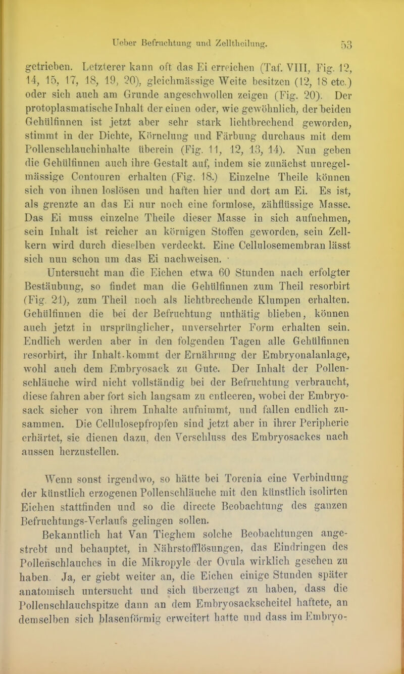 getrieben. Letzterer kann oft das Ei erreichen (Tat. VITI^ Flg. 12, 14, 15, 17, 18, 19, 20), gleiclim<ässige Weite besitzen (12, 18 etc.) oder sich auch am Grunde angeschwollen zeigen (Fig. 20). Der protoplasniatische Inhalt der einen oder, wie gewöhnlich, der Leiden Gehülfinnen ist jetzt aber sehr stark lichtbrechend geworden, stimmt in der Dichte, Körnelung und Färbung durchaus mit dem Pollenschlauchinhalte überein (Fig. 11, 12, 13, 14), Nun geben die Gehülfinnen auch ihre Gestalt auf, indem sie zunächst unregel- mässige Contouren erhalten (Fig. 18.) Einzelne Theile können sich von ihnen loslösen und haften hier und dort am Ei. Es ist, als grenzte an das Ei nur noch eine formlose, zähflüssige Masse. Das Ei muss einzelne Theile dieser Masse in sich aufuehmen, sein Inhalt ist reicher an körnigen Stoffen geworden, sein Zell- kern wird durch dieselben verdeckt. Eine Cellulosemembran lässt sich nun schon um das Ei nachweisen. • Untersucht man die Eichen etwa 60 Stunden nach erfolgter Bestäubung, so findet man die Gehülfinnen zum Theil resorbirt (Fig. 21), zum Theil noch als lichtbrechende Klumpen erhalten. Gehülfinnen die bei der Befruchtung unthätig blieben, können auch jetzt in ursprünglicher, unversehrter Form erhalten sein, Phidlich werden aber in den folgenden Tagen alle Gehülfinnen resorbirt, ihr Inhalt-kommt der Ernährung der Embryonalanlage, wohl auch dem Embryosack zu Gute. Der Inhalt der Pollen- schläuche wird nicht vollständig bei der Befruchtung verbraucht, diese fahren aber fort sich langsam zu entleeren, wobei der Embryo- sack sicher von ihrem Inhalte anfnimmt, und fallen endlich zu- sammen, Die Cellulosepfropfen sind jetzt aber in ihrer Peripherie erhärtet, sie dienen dazu, den Verschluss des Embryosackes nach aussen herzustellen. Wenn sonst irgendwo, so hätte bei Torenia eine Verbindung der künstlich erzogenen Pollenschläuche mit den künstlich isolirten Eichen stattfinden und so die directe Beobachtung des ganzen Befruchtungs-Verlaufs gelingen sollen. Bekanntlich hat Van Tieghem solche Beobachtungen ange- strebt und behauptet, in Nührstofflösungen, das Eindringen des Pollenschlauches in die Mikropyle der Ovula wirklich gesehen zu haben. Ja, er giebt weiter an, die Eichen einige Stunden später anatomisch untersucht und sich überzeugt zu haben, dass die Pollenschlauchspitze dann an dem Embryosackscheitel haftete, an demselben sich blasenförmig erweitert hatte und dass im Embryo-