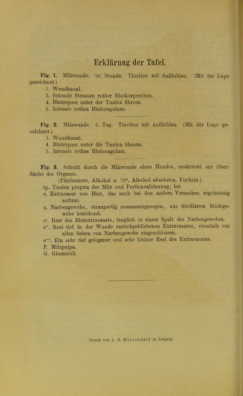 Erklärung der Tafel. Fig. 1. Milzwunde. 30. Stunde. Tinction mit Anilinblau. (Mit der Lupe gezeichnet.) 1. Wundkanal. 3. Schmale Strassen rother Blutkörperchen. 4. Bluterguss unter der Tunica fibrosa. 5. Intensiv rothes Blutcoagulum. Fig. 2. Milzwunde. 5. Tag. Tinction mit Anilinblau. (Mit der Lupe ge- zeichnet.) 1. Wuudkanal. 4. Bluterguss unter die Tunica fibrosa. 5. Intensiv rothes Blutcoagulum. Fig-. 3. Schnitt durch die Milzwunde eines Hundes, senkrecht zur Ober- fläche des Organes. (Pikrinsäure, Alkohol n. 70, Alkohol absolutus, Fuchsin.) tp. Tunica propria der Milz und Peritonealüberzug; bei e. Extravasat von Blut, das auch bei den andern Versuchen regelmässig auftrat. n. Narbengewebe, strangartig zusammengezogen, aus fibrillärem Bindege- webe bestehend. e'. Rest des Blutextravasats, länglich in einem Spalt des Narbengewebes, e. Rest tief in der Wunde zurückgebliebenen Extravasates, ebenfalls von allen Seiten von Narbengewebe eingeschlossen, e'. Ein sehr tief gelegener und sehr kleiner Rest des Extravasates. P. Milzpulpa. G. Glomeruli. Druck von J. B. Hirsclifeld in Leipzig.