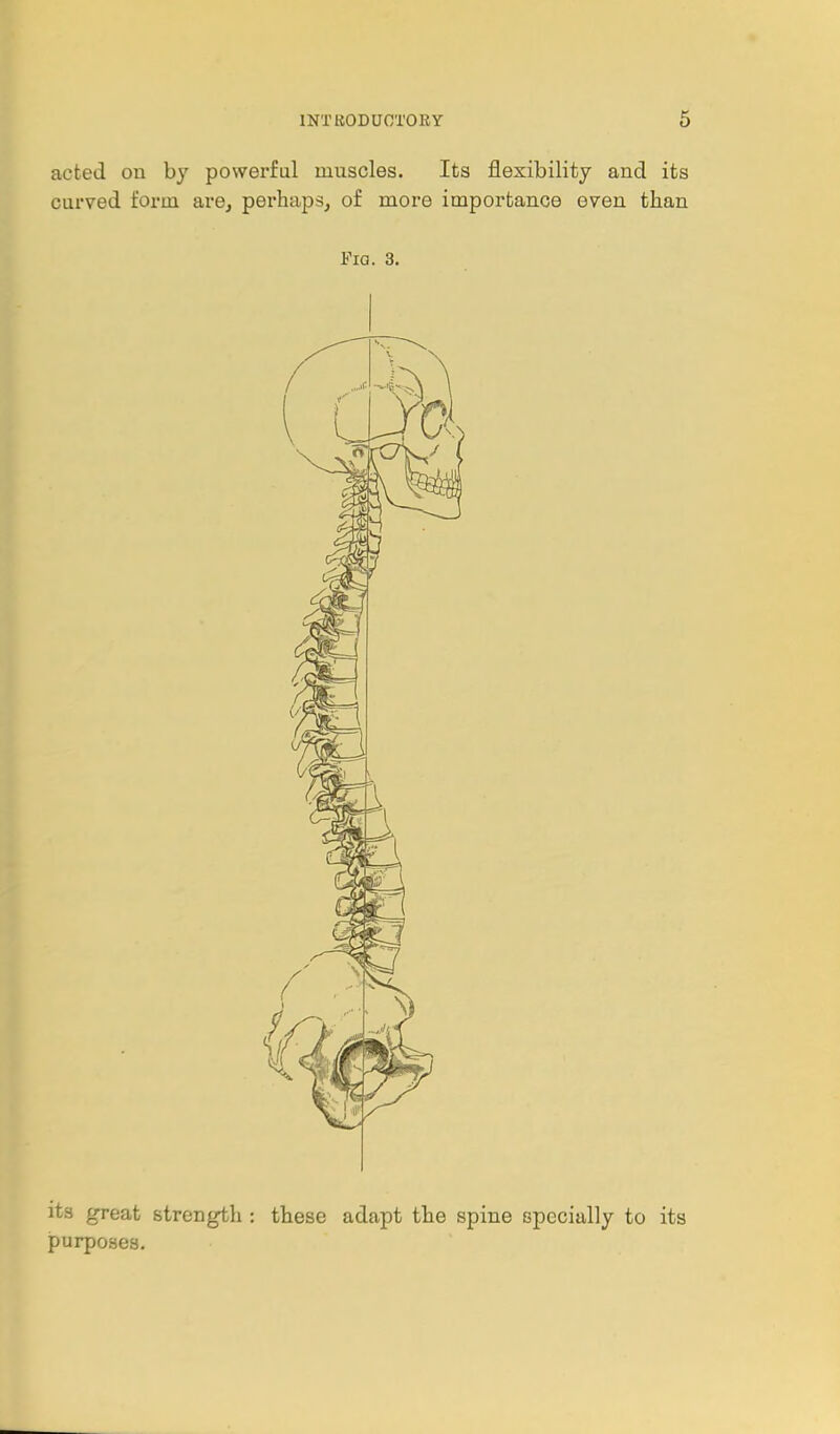 acted on by powerful muscles. Its flexibility and its curved form are, perhaps, of more importance even than Fig. 3. its great strength ; these adapt the spine specially to its purposes.