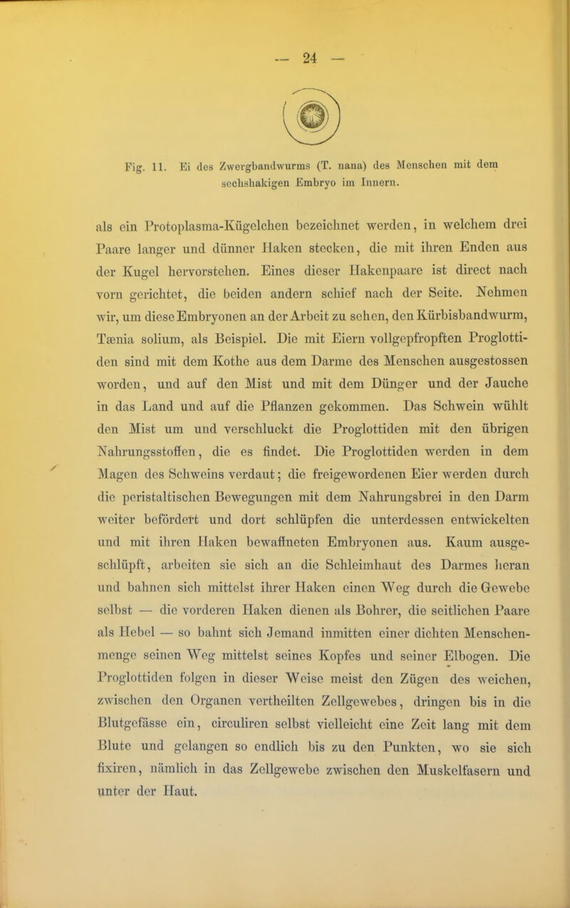 Fig. 11. Ei des Zweigbandwurms (T. nana) des Menschen mit dem scclisliakigen Embryo im Innern. als ein Protoplasma-Kügelchen bezeichnet werden, in welchem drei Paare langer und dünner Haken stecken, die mit ihren Enden aus der Kugel hervorstehen. Eines dieser Hakenpaare ist direct nach vorn gerichtet, die beiden andern schief nach der Seite. Nehmen wir, um diese Embryonen an der Arbeit zu sehen, den Kürbisbandwurm, Tsenia solium, als Beispiel. Die mit Eiern vollgepfropften Proglotti- den sind mit dem Kothe aus dem Darme des Menschen ausgestossen worden, und auf den Mist und mit dem Dünger und der Jauche in das Land und auf die Pflanzen gekommen. Das Schwein wühlt den Mist um und verschluckt die Prog'lottiden mit den übrigen Nahrungsstoffen, die es findet. Die Proglottiden werden in dem Magen des Schweins verdaut; die freigewordenen Eier werden durch die peristaltischen Bewegungen mit dom Nahrungsbrei in den Darm weiter befördert und dort schlüpfen die unterdessen entwickelten und mit ihren Haken bewaftneten Embryonen aus. Kaum ausge- schlüpft, arbeiten sie sich an die Schleimhaut des Darmes heran und bahnen sich mittelst ihrer Haken einen Weg durch die Gewebe selbst — die vorderen Haken dienen als Bohrer, die seitlichen Paare als Hebel — so bahnt sich Jemand inmitten einer dichten Menschen- menge seinen Weg mittelst seines Kopfes und seiner Elbogen. Die Proglottiden folgen in dieser Weise meist den Zügen des weichen, zwischen den Organen vertheilten Zellgewebes, dringen bis in die Blutgefässe ein, circulircn selbst vielleicht eine Zeit lang mit dem Blute und gelangen so endlich bis zu den Punkten, wo sie sich fixiren, nämlich in das Zellgewebe zwischen den Muskelfasern und unter der Haut.