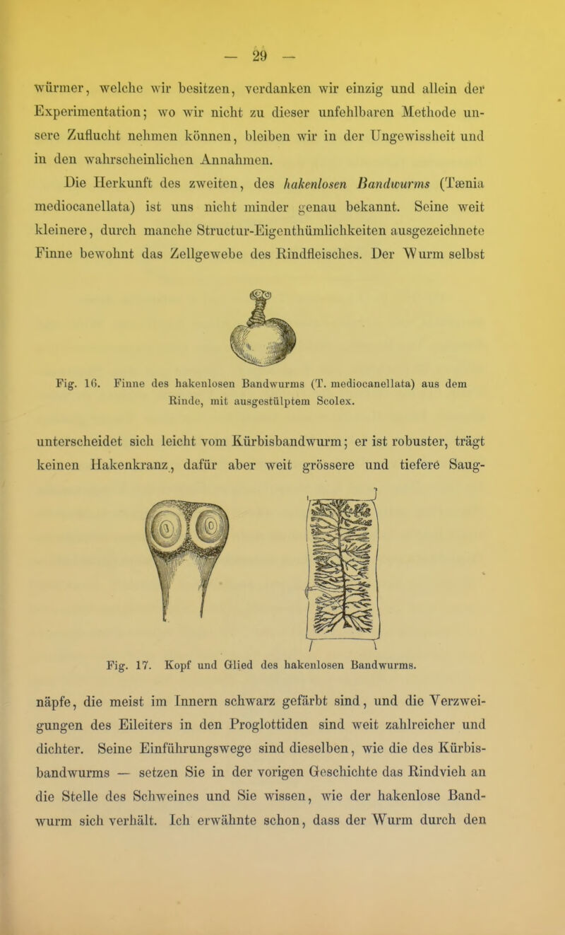 wünner, welche wir besitzen, verdanken wir einzig und allein der Experimentation; wo wir nicht zu dieser unfehlbaren Methode un- sere Zuflucht nehmen können, bleiben wir in der Ungewissheit und in den wahrscheinlichen Annahmen. .Die Herkunft des zweiten, des hakenlosen Bandwurms (Taenia mediocanellata) ist uns nicht minder genau bekannt. Seine weit kleinere, durch manche Structur-Eigenthümlichkeiten ausgezeichnete Finne bewohnt das Zellgewebe des Rindfleisches. Her \V urm selbst Fig. 16. Finne des hakenlosen Bandwurms (T. mediocanellata) aus dem Rinde, mit ausgestülptem Scolex. unterscheidet sich leicht vom Kürbisbandwurm; er ist robuster, trägt keinen Hakenkranz , dafür aber weit grössere und tiefere Saug- / \ Fig. 17. Kopf und Glied des hakenlosen Bandwurms. näpfe, die meist im Innern schwarz gefärbt sind, und die Verzwei- gungen des Eileiters in den Proglottiden sind weit zahlreicher und dichter. Seine Einführungswege sind dieselben, wie die des Kürbis- bandwurms — setzen Sie in der vorigen Geschichte das Rindvieh an die Stelle des Schweines und Sie wissen, wie der hakenlose Band- wurm sich verhält. Ich erwähnte schon, dass der Wurm durch den