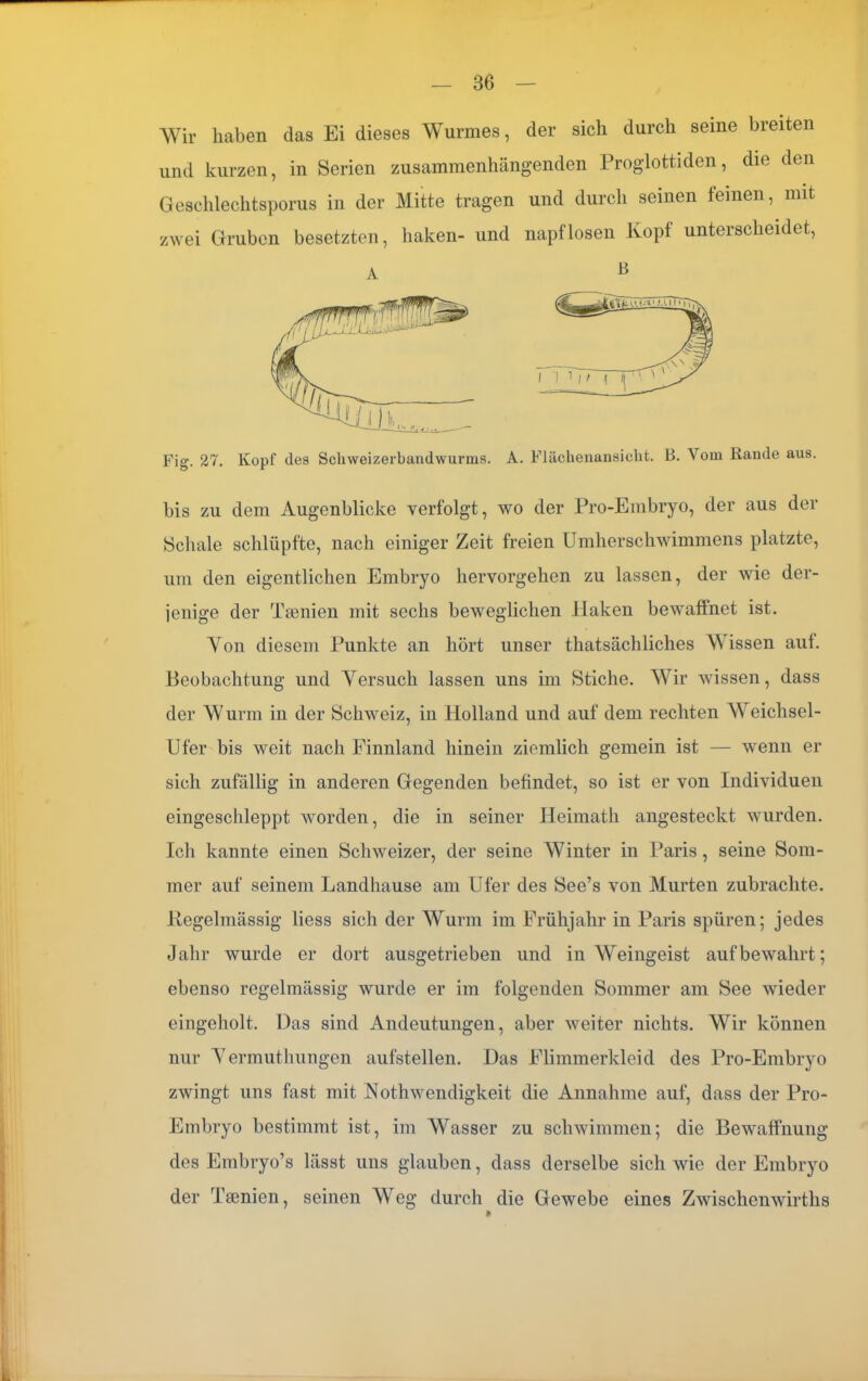 Wir haben das Ei dieses Wurmes, der sich durch seine breiten und kurzen, in Serien zusammenhängenden Proglottiden, die den Geschlechtsporus in der Mitte tragen und durch seinen feinen, mit zwei Gruben besetzten, haken- und napflosen Kopf unterscheidet, Fig. 27. Kopf des Scliweizerbandwurms. A. Flächenansicht. B. Vom Rande aus. bis zu dem Augenblicke verfolgt, wo der Pro-Embryo, der aus der Schale schlüpfte, nach einiger Zeit freien Umherschwimmens platzte, um den eigentlichen Embryo hervorgehen zu lassen, der wie der- jenige der Taenien mit sechs beweglichen Haken bewaffnet ist. Von diesem Punkte an hört unser thatsächliches Wissen aut. Beobachtung und Versuch lassen uns im Stiche. Wir wissen, dass der Wurm in der Schweiz, in Holland und auf dem rechten Weichsel- Ufer bis weit nach Finnland hinein ziemlich gemein ist — wenn er sich zufällig in anderen Gegenden befindet, so ist er von Individuen eingeschleppt worden, die in seiner Ileimath angesteckt wurden. Ich kannte einen Schweizer, der seine Winter in Paris, seine Som- mer auf seinem Landhause am Ufer des See’s von Murten zubrachte. Regelmässig liess sich der Wurm im Frühjahr in Paris spüren; jedes Jahr wurde er dort ausgetrieben und in Weingeist auf bewahrt; ebenso regelmässig wurde er im folgenden Sommer am See wieder eingeholt. Das sind Andeutungen, aber weiter nichts. Wir können nur Vermutlmngen aufstellen. Das Flimmerkleid des Pro-Embryo zwingt uns fast mit Noth wendigkeit die Annahme auf, dass der Pro- Embryo bestimmt ist, im Wasser zu schwimmen; die Bewaffnung des Embryo’s lässt uns glauben, dass derselbe sich wie der Embryo der Tsenien, seinen Weg durch die Gewebe eines Zwischenwirths A B