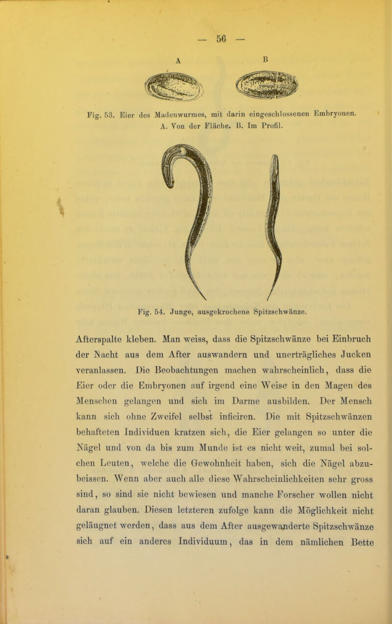 A B Fig, 53. Eier des Madenwurmes, mit darin eingeschlossenen Embryonen. A. Von der Fläche. B. Im Profil. Fig. 54. Junge, ausgekrochene Spitzschwänze. Atterspalte kleben. Man weiss, dass die Spitzschwänze bei Einbruch der Nacht aus dem After auswandern und unerträgliches Jucken veranlassen. Die Beobachtungen machen wahrscheinlich, dass die Eier oder die Embryonen auf irgend eine Weise in den Magen des Menschen gelangen und sich im Darme ausbilden. Der Mensch kann sich ohne Zweifel selbst inficiren. Die mit Spitzschwänzen behafteten Individuen kratzen sich, die Eier gelangen so unter die Nägel und von da bis zum Munde ist es nicht weit, zumal bei sol- chen Leuten, welche die Gewohnheit haben, sich die Nägel abzu- beissen. Wenn aber auch alle diese Wahrscheinlichkeiten sehr gross sind, so sind sie nicht bewiesen und manche Forscher wollen nicht daran glauben. Diesen letzteren zufolge kann die Möglichkeit nicht geläugnet werden, dass aus dem After ausgewanderte Spitzschwänze sich auf ein anderes Individuum, das in dem nämlichen Bette