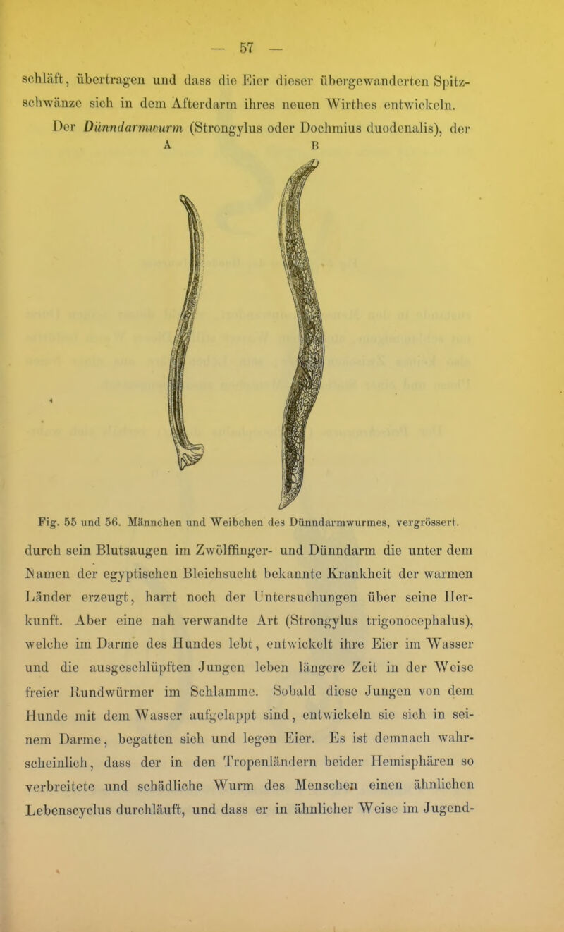 schwänze sich in dem Äfterdarm ihres neuen Wirthes entwickeln. Der Dünndarmwurm (Strongylus oder Dochmius duodenalis), der Fig. 55 und 56. Männchen und Weibchen des Dünndarmwurmes, vergrössert. durch sein Blutsaugen im Zwölffinger- und Dünndarm die unter dem tarnen der egyptischen Bleichsucht bekannte Krankheit der warmen Länder erzeugt, harrt noch der Untersuchungen über seine Her- kunft. Aber eine nah verwandte Art (Strongylus trigonocephalus), welche im Darme des Hundes lebt, entwickelt ihre Eier im Wasser und die ausgeschlüpften Jungen leben längere Zeit in der Weise freier Hundwürmer im Schlamme. Sobald diese Jungen von dem Hunde mit dem Wasser aufgelappt sind, entwickeln sie sich in sei- nem Darme, begatten sich und legen Eier. Es ist demnach wahr- scheinlich, dass der in den Tropenländern beider Hemisphären so verbreitete und schädliche Wurm des Menschen einen ähnlichen Lebenscyclus durchläuft, und dass er in ähnlicher Weise im Jugcnd-