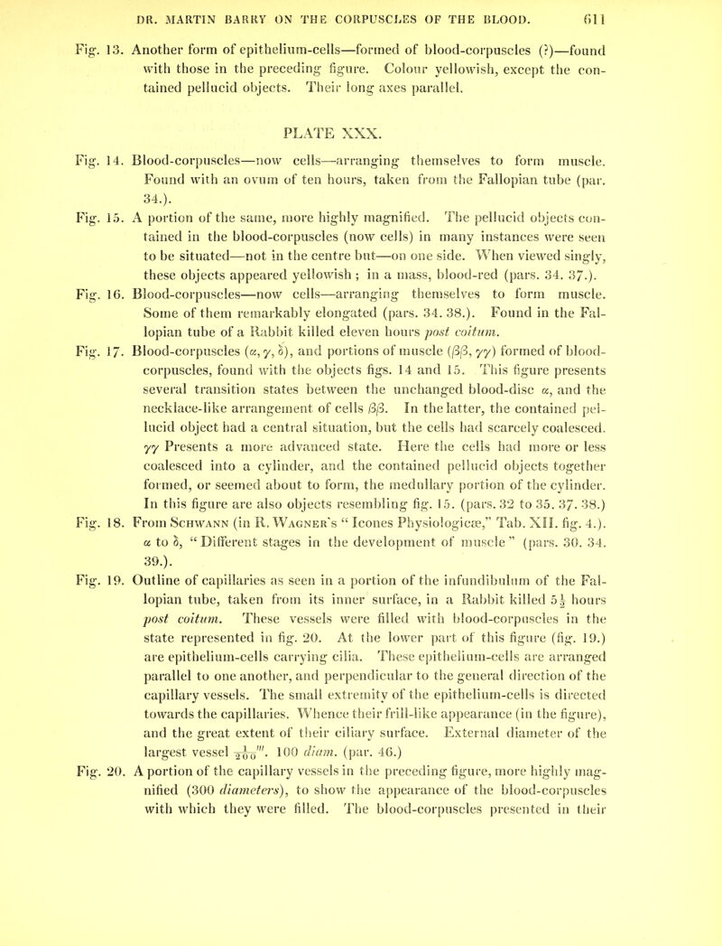 Fig. 13. Fig. 14. Fig. 15. Fig. 16. Fig'- 17- Fig. 18. Fig. 19. Fig. 20. Another form of epithelium-cells—formed of blood-corpuscles (?)—found with those in the preceding figure. Colour yellowish, except the con- tained pellucid objects. Their long axes parallel. PLATE XXX. Blood-corpuscles—now cells—arranging themselves to form muscle. Found with an ovum of ten hours, taken from the Fallopian tube (par. 34.). A portion of the same, more highly magnified. The pellucid objects con- tained in the blood-corpuscles (now cells) in many instances were seen to be situated—not in the centre but—on one side. When viewed singly, these objects appeared yellowish ; in a mass, blood-red (pars. 34. 37-). Blood-corpuscles—now cells—arranging themselves to form muscle. Some of them remarkably elongated (pars. 34. 38.). Found in the Fal- lopian tube of a Rabbit killed eleven hours post coition. Blood-corpuscles (a, y, c5), and portions of muscle (|3(3, yy) formed of blood- corpuscles, found with the objects figs. 14 and 15. This figure presents several transition states between the unchanged blood-disc a, and the necklace-like arrangement of cells 13/3. In the latter, the contained pel- lucid object had a central situation, but the cells had scarcely coalesced, yy Presents a more advanced state. Here the cells had more or less coalesced into a cylinder, and the contained pellucid objects together formed, or seemed about to form, the medullary portion of the cylinder. In this figure are also objects resembling fig. 15. (pars. 32 to 35. 37- 38.) From Schwann (in R, Wagner's “ leones Physiologies,” Tab. XII. fig. 4.). a to S, “Different stages in the development of muscle” (pars. 30. 34. 39.). Outline of capillaries as seen in a portion of the infundibulum of the Fal- lopian tube, taken from its inner surface, in a Rabbit killed 5\ hours post coition. These vessels were filled with blood-corpuscles in the state represented in fig. 20. At the lower part of this figure (fig. 19.) are epithelium-cells carrying cilia. These epithelium-cells are arranged parallel to one another, and perpendicular to the general direction of the capillary vessels. The small extremity of the epithelium-cells is directed towards the capillaries. Whence their frill-like appearance (in the figure), and the great extent of their ciliary surface. External diameter of the largest vessel -^o'. 100 diam. (par. 46.) A portion of the capillary vessels in the preceding figure, more highly mag- nified (300 diameters), to show the appearance of the blood-corpuscles with which they were filled. The blood-corpuscles presented in their