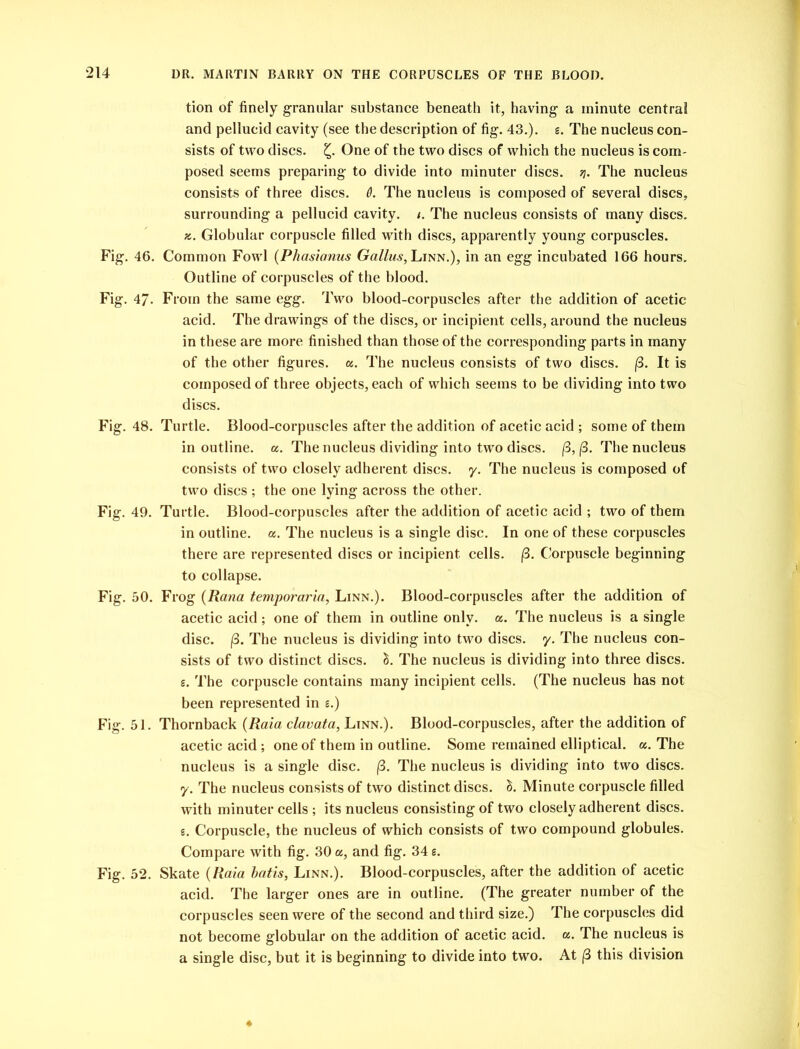 Fig. 46. Fig. 47. Fig. 48. Fig. 49. Fig. 50. Fig. 51. Fig. 52. tion of finely granular substance beneath it, having a minute central and pellucid cavity (see the description of fig. 43.). s. The nucleus con- sists of two discs. £. One of the two discs of which the nucleus is com- posed seems preparing to divide into minuter discs, q. The nucleus consists of three discs. 6. The nucleus is composed of several discs, surrounding a pellucid cavity. /. The nucleus consists of many discs. ?s. Globular corpuscle filled with discs, apparently young corpuscles. Common Fowl (Phasianus Gallus, Linn.), in an egg incubated 166 hours. Outline of corpuscles of the blood. From the same egg. Two blood-corpuscles after the addition of acetic acid. The drawings of the discs, or incipient cells, around the nucleus in these are more finished than those of the corresponding parts in many of the other figures, a. The nucleus consists of two discs. (3. It is composed of three objects, each of which seems to be dividing into two discs. Turtle. Blood-corpuscles after the addition of acetic acid ; some of them in outline, a. The nucleus dividing into two discs. (3, (3. The nucleus consists of two closely adherent discs, y. The nucleus is composed of two discs ; the one lying across the other. Turtle. Blood-corpuscles after the addition of acetic acid ; two of them in outline, a. The nucleus is a single disc. In one of these corpuscles there are represented discs or incipient cells. (3. Corpuscle beginning to collapse. Frog (Rana temporaria, Linn.). Blood-corpuscles after the addition of acetic acid; one of them in outline only. a. The nucleus is a single disc. |8. The nucleus is dividing into two discs, y. The nucleus con- sists of two distinct discs. S. The nucleus is dividing into three discs, g. The corpuscle contains many incipient cells. (The nucleus has not been represented in g.) Thornback (Raid clavata, Linn.). Blood-corpuscles, after the addition of acetic acid; one of them in outline. Some remained elliptical, a. The nucleus is a single disc. (3. The nucleus is dividing into two discs, y. The nucleus consists of two distinct discs, b. Minute corpuscle filled with minuter cells ; its nucleus consisting of two closely adherent discs, g. Corpuscle, the nucleus of which consists of two compound globules. Compare with fig. 30 a, and fig. 34 g. Skate (Raia batis, Linn.). Blood-corpuscles, after the addition of acetic acid. The larger ones are in outline. (The greater number of the corpuscles seen were of the second and third size.) The corpuscles did not become globular on the addition of acetic acid. a. The nucleus is a single disc, but it is beginning to divide into two. At (3 this division