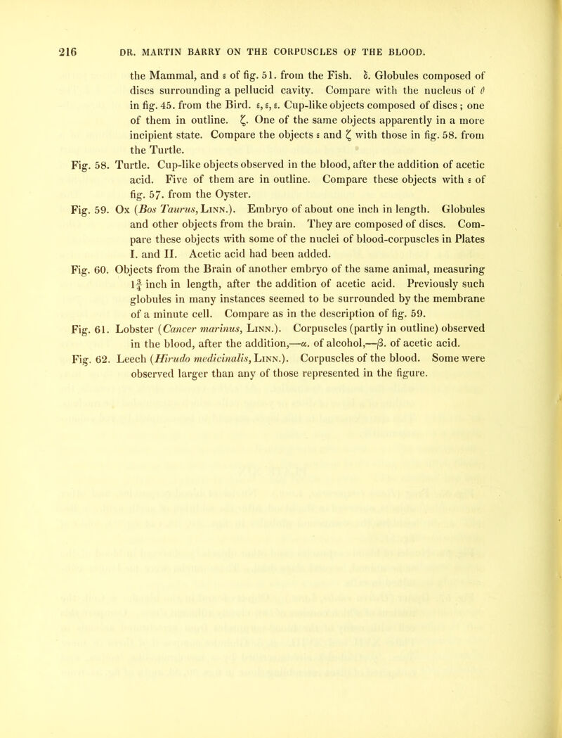 the Mammal, and s of fig. 51. from the Fish. 1. Globules composed of discs surrounding a pellucid cavity. Compare with the nucleus of 6 in fig. 45. from the Bird, g, s, s. Cup-like objects composed of discs ; one of them in outline. One of the same objects apparently in a more incipient state. Compare the objects s and £ with those in fig. 58. from the Turtle. Fig. 58. Turtle. Cup-like objects observed in the blood, after the addition of acetic acid. Five of them are in outline. Compare these objects with s of fig. 5 7- from the Oyster. Fig. 59. Ox (Bos Taurus, Linn.). Embryo of about one inch in length. Globules and other objects from the brain. They are composed of discs. Com- pare these objects with some of the nuclei of blood-corpuscles in Plates I. and II. Acetic acid had been added. Fig. 60. Objects from the Brain of another embryo of the same animal, measuring if inch in length, after the addition of acetic acid. Previously such globules in many instances seemed to be surrounded by the membrane of a minute cell. Compare as in the description of fig. 59. Fig. 61. Lobster (Cancer marinus, Linn.). Corpuscles (partly in outline) observed in the blood, after the addition,—a. of alcohol,—(3. of acetic acid. Fig. 62. Leech (Hirudo medicinalis, Linn.). Corpuscles of the blood. Some were observed larger than any of those represented in the figure.